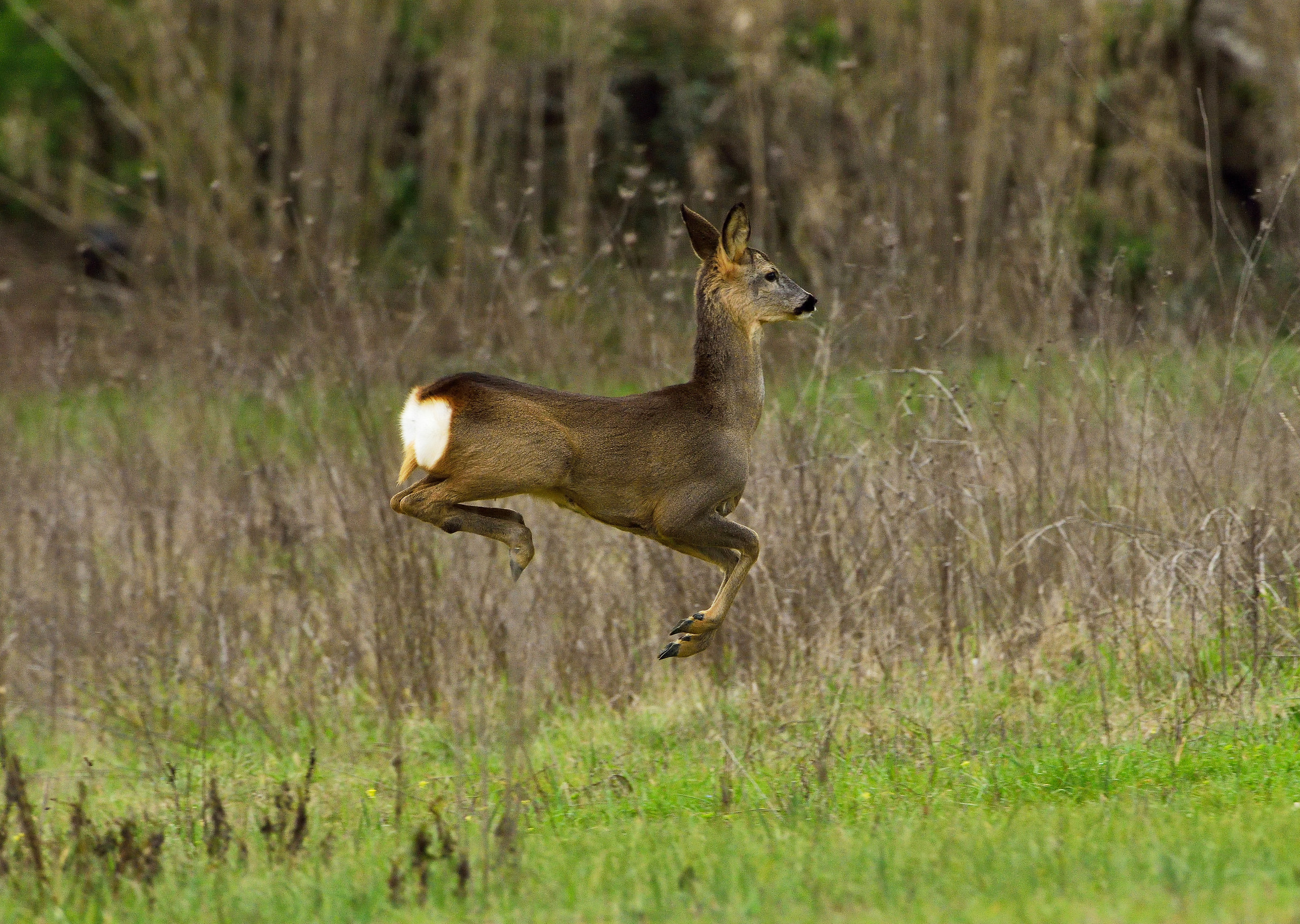 somersault in flight
