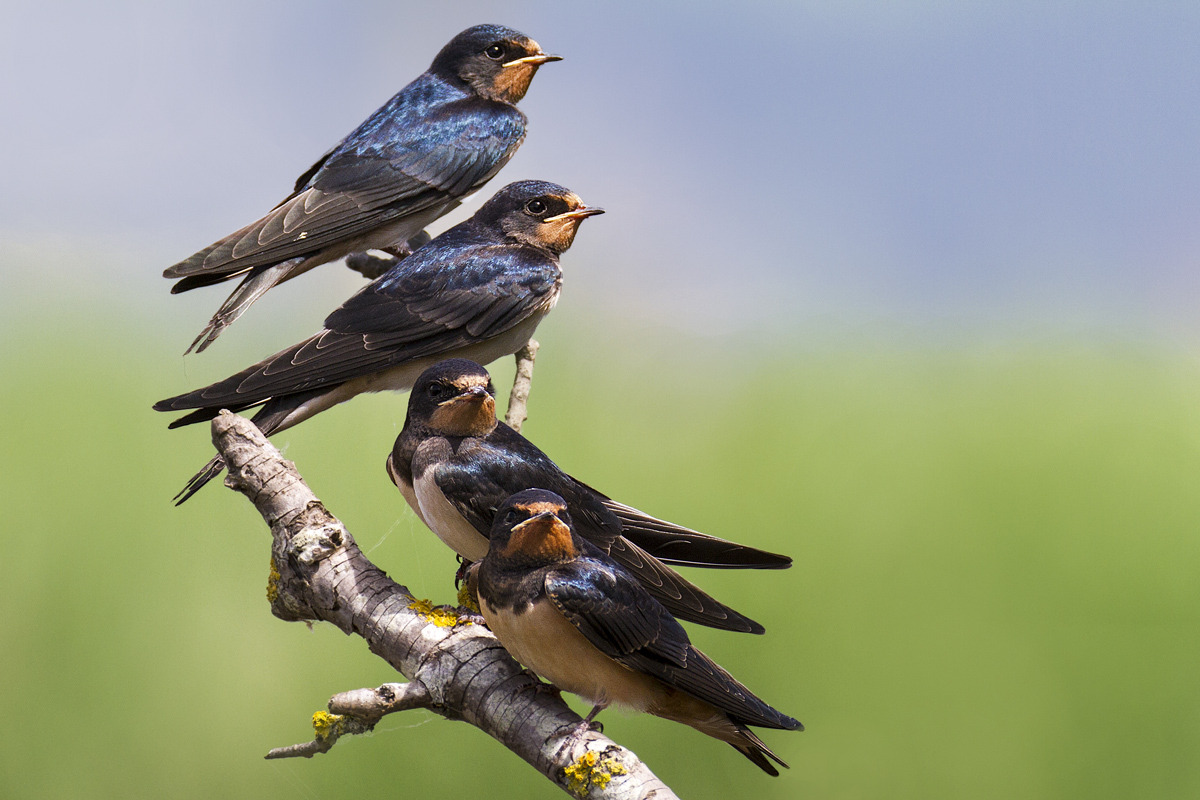 swallows