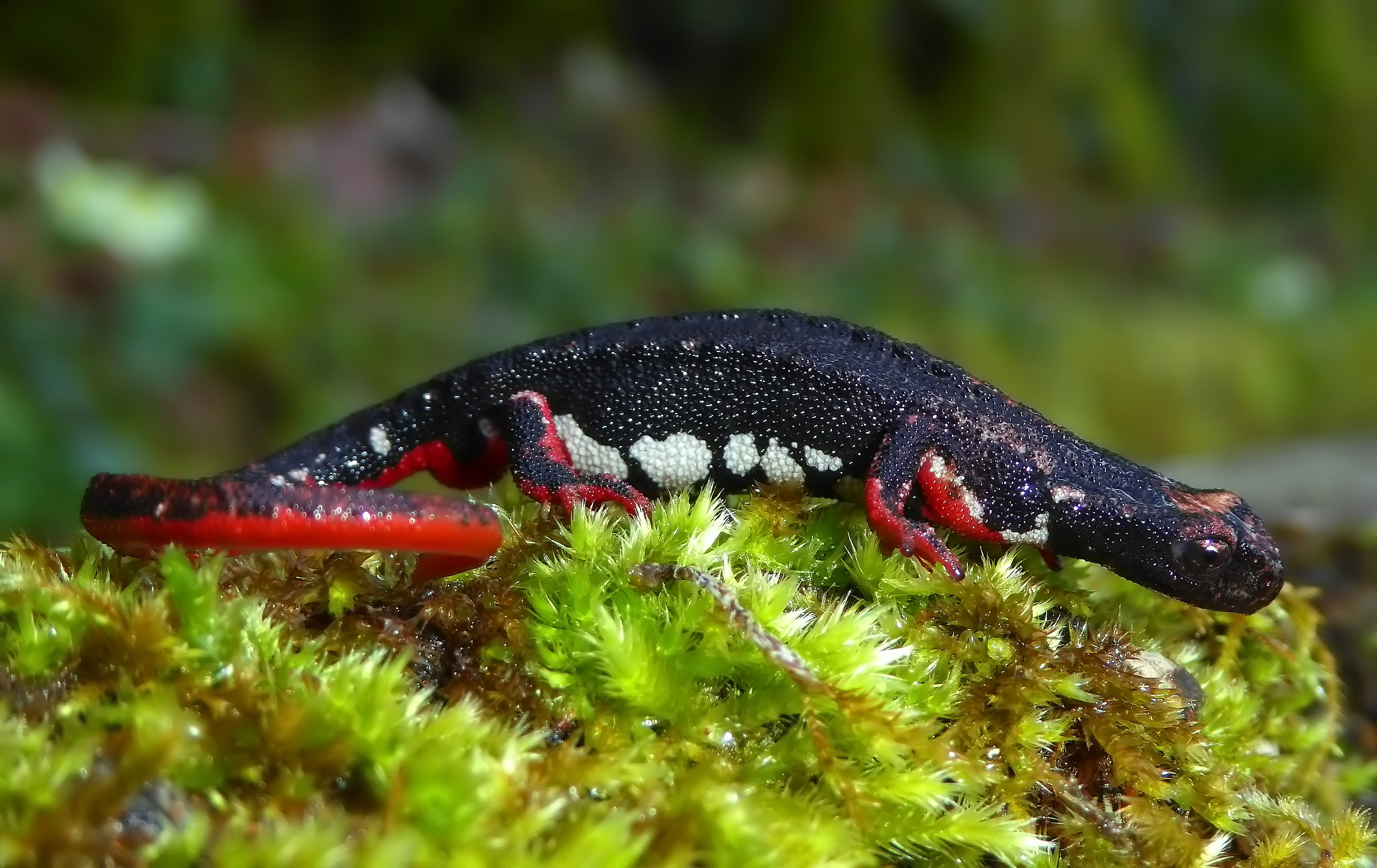 northern spectacled salamander
