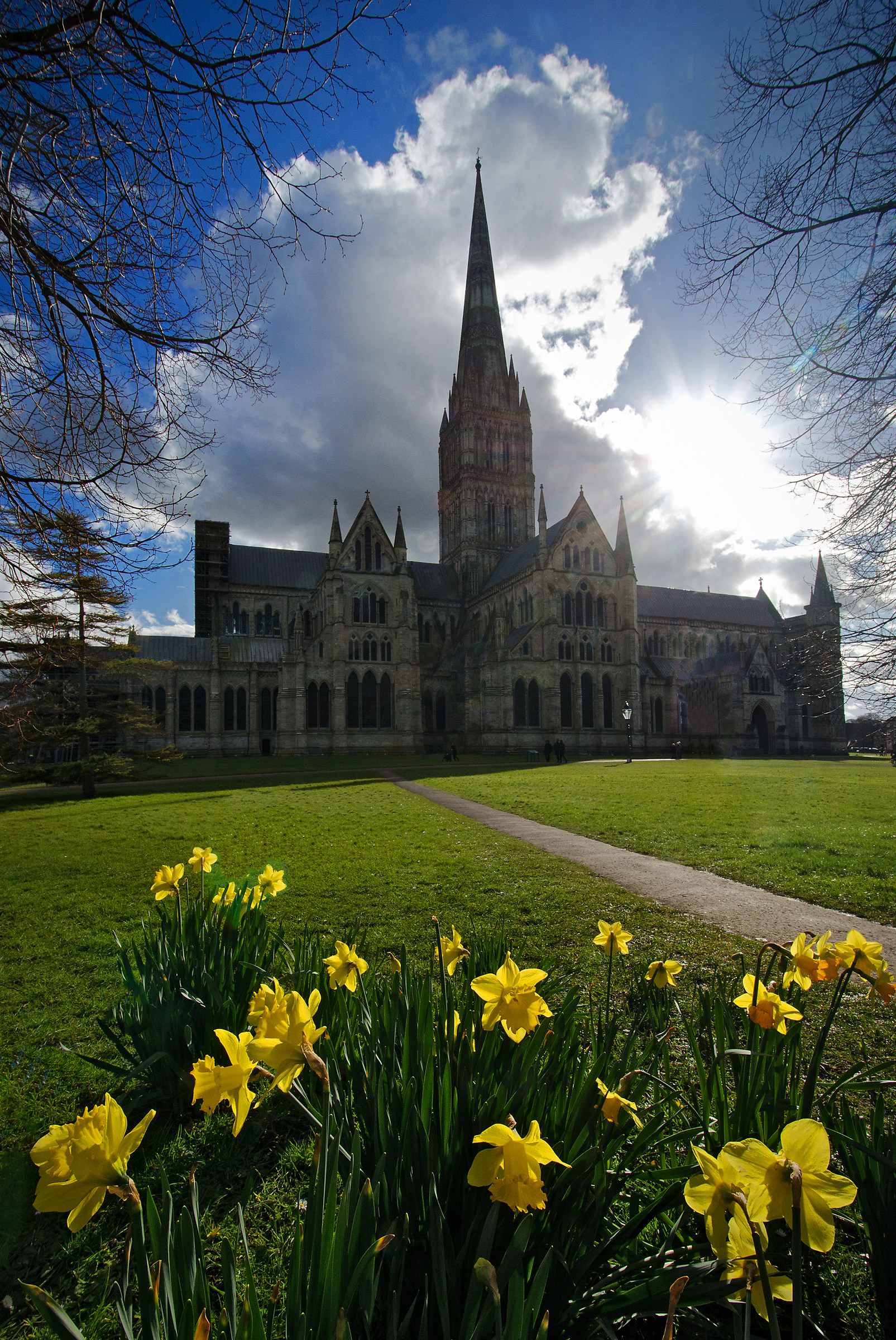 Salisbury Cathedral with Daffodils!