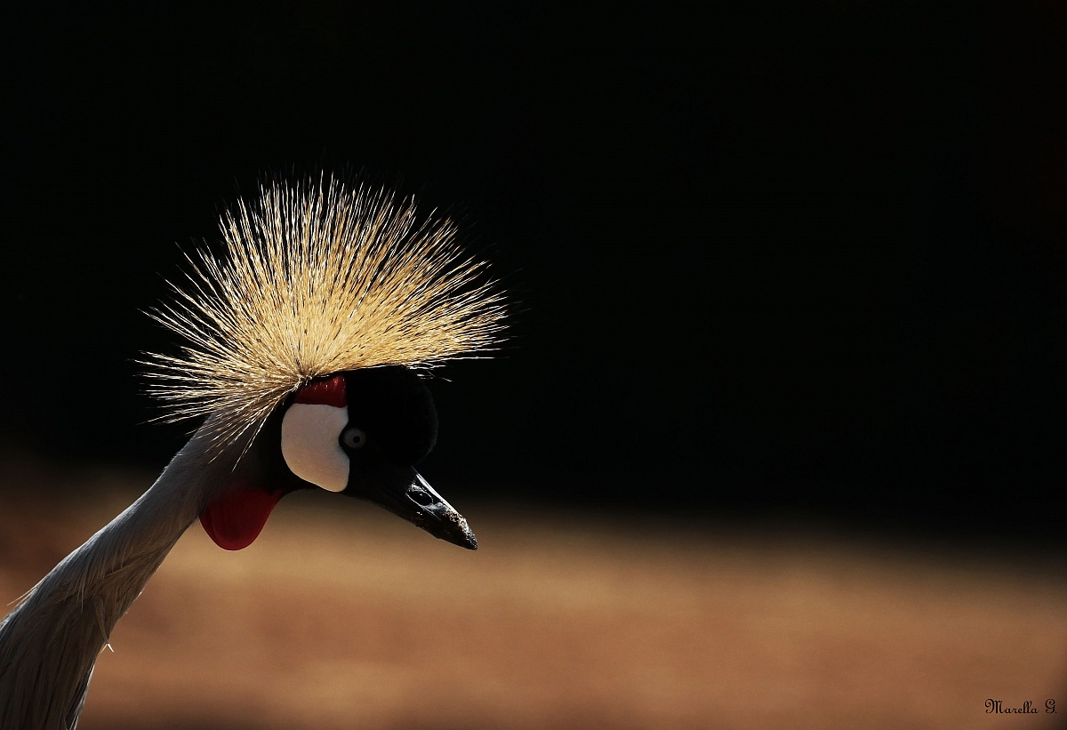 Fuochi d'artificio...in testa