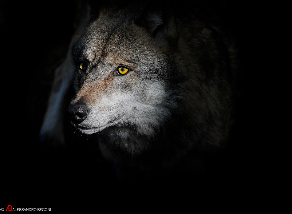 Wolf in the dark