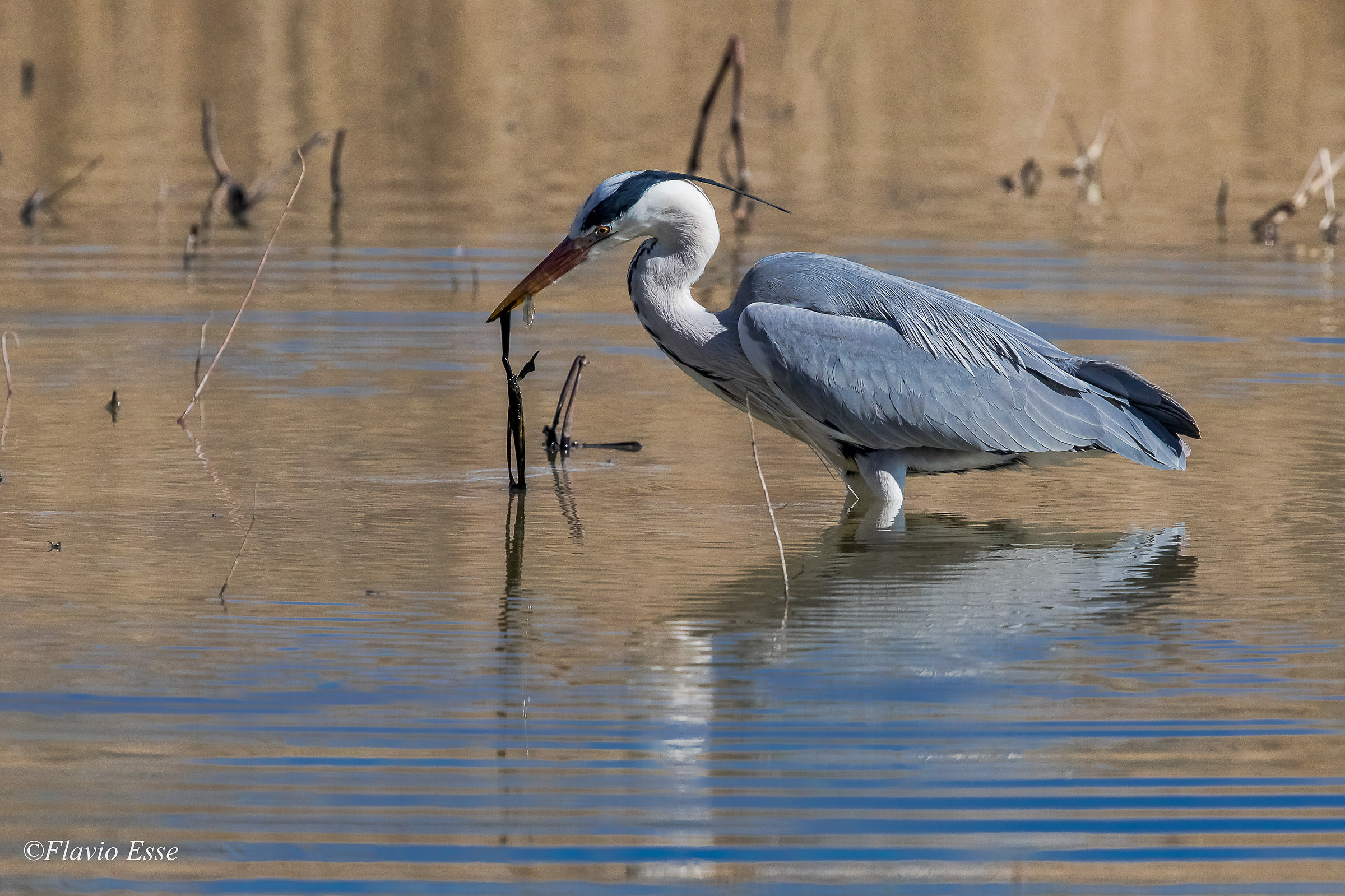 Secondo e contorno....