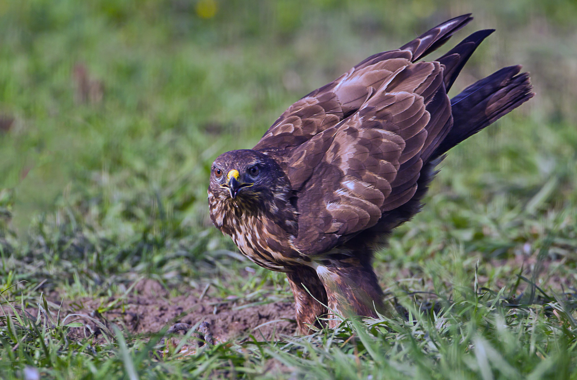 one of the usual buzzards