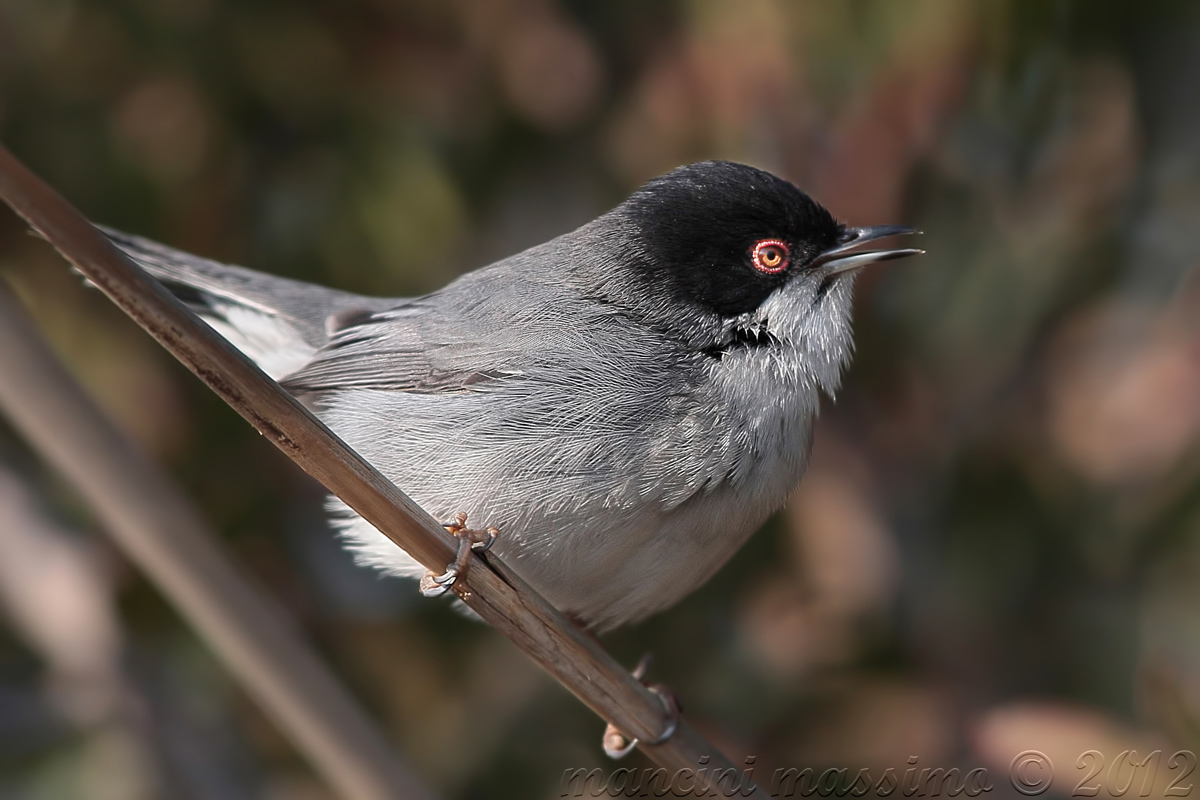 Warbler (Sylvia melanocephala)