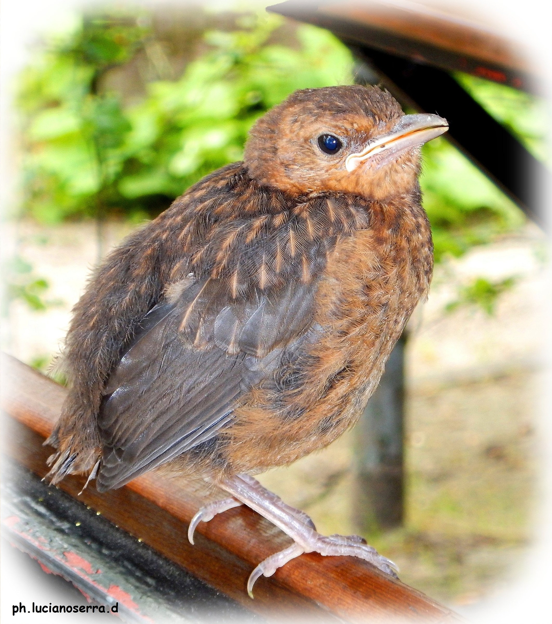 young blackbird