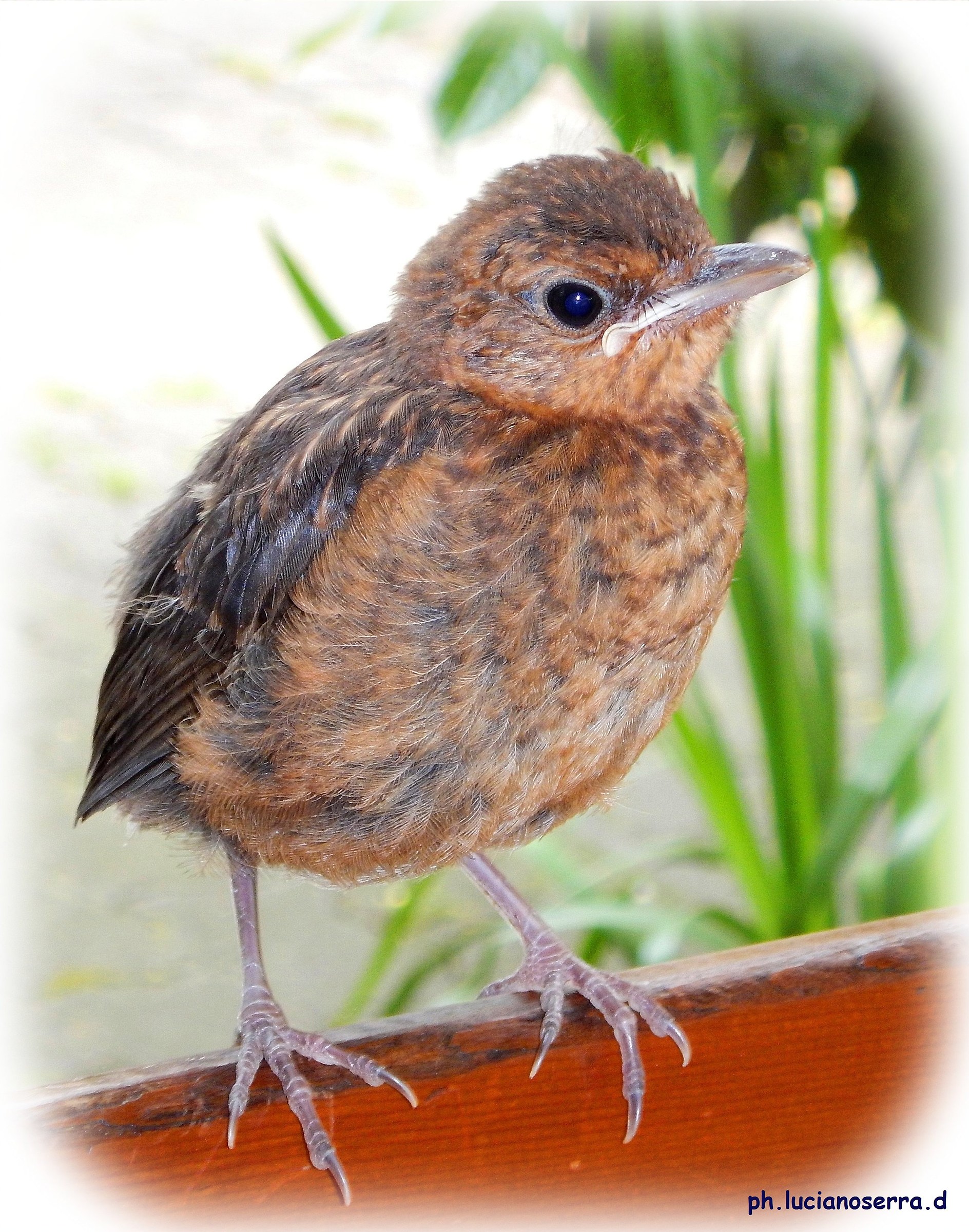 Young blackbird ... another photo