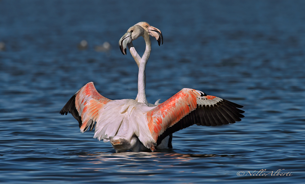 fenicotteri rosa laguna di Orbetello