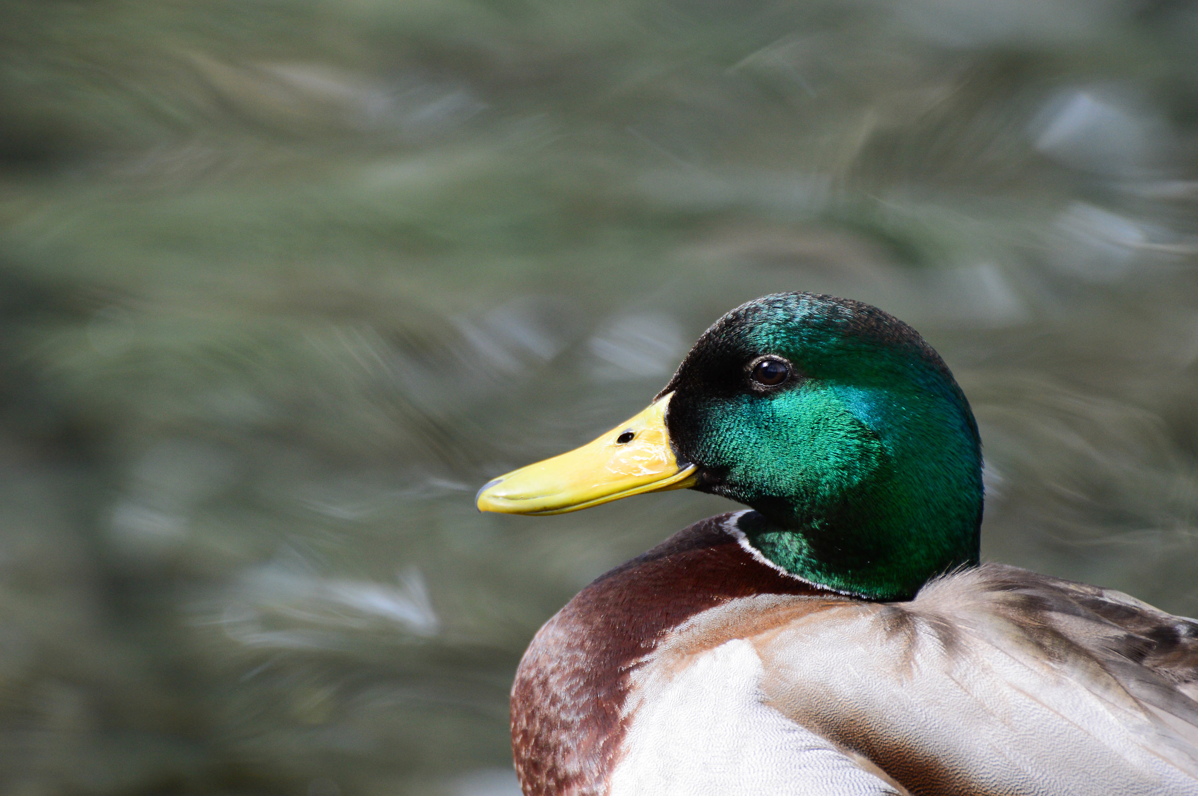 Mallard