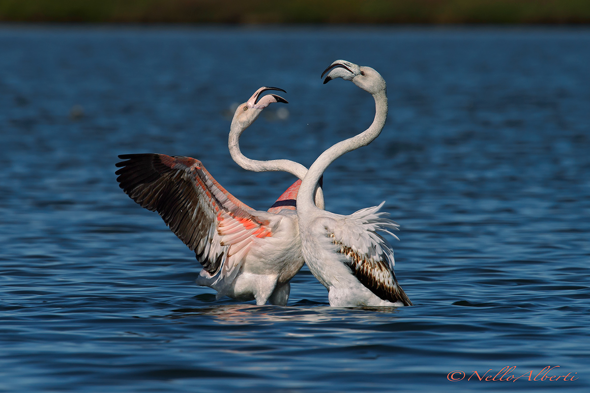 Fenicotteri Rosa prove di forza !