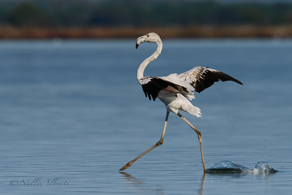 fenicottero rosa immaturo ...  danza sull'acqua