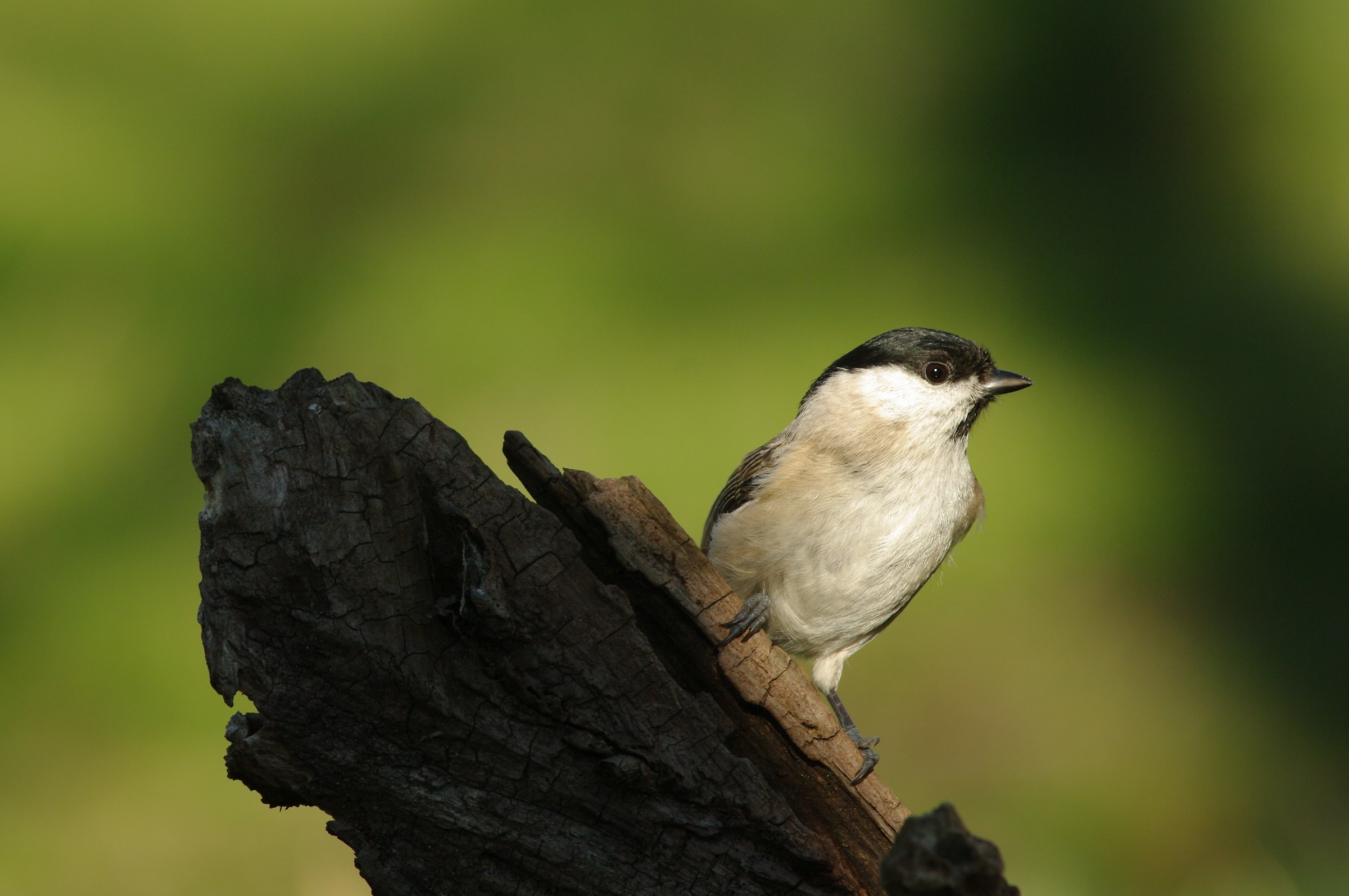 Cincia bigia (Parus palustris)