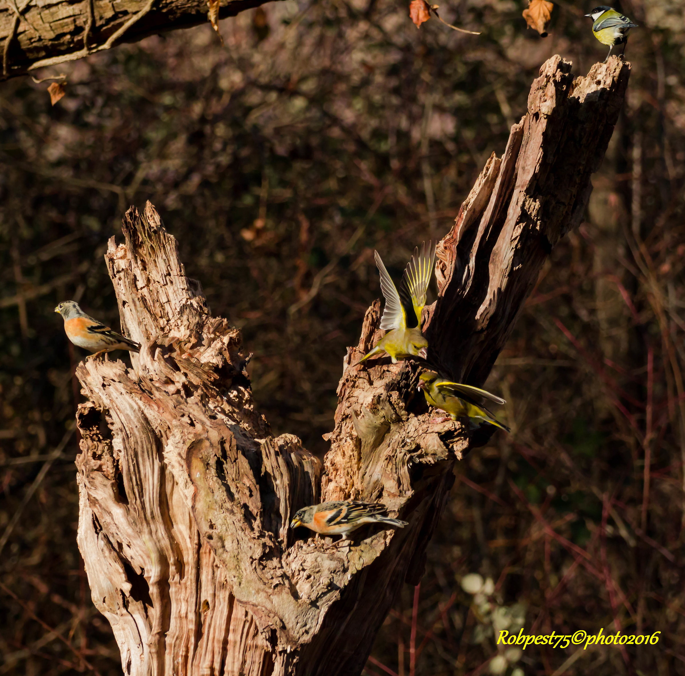 Meeting of condominium .....