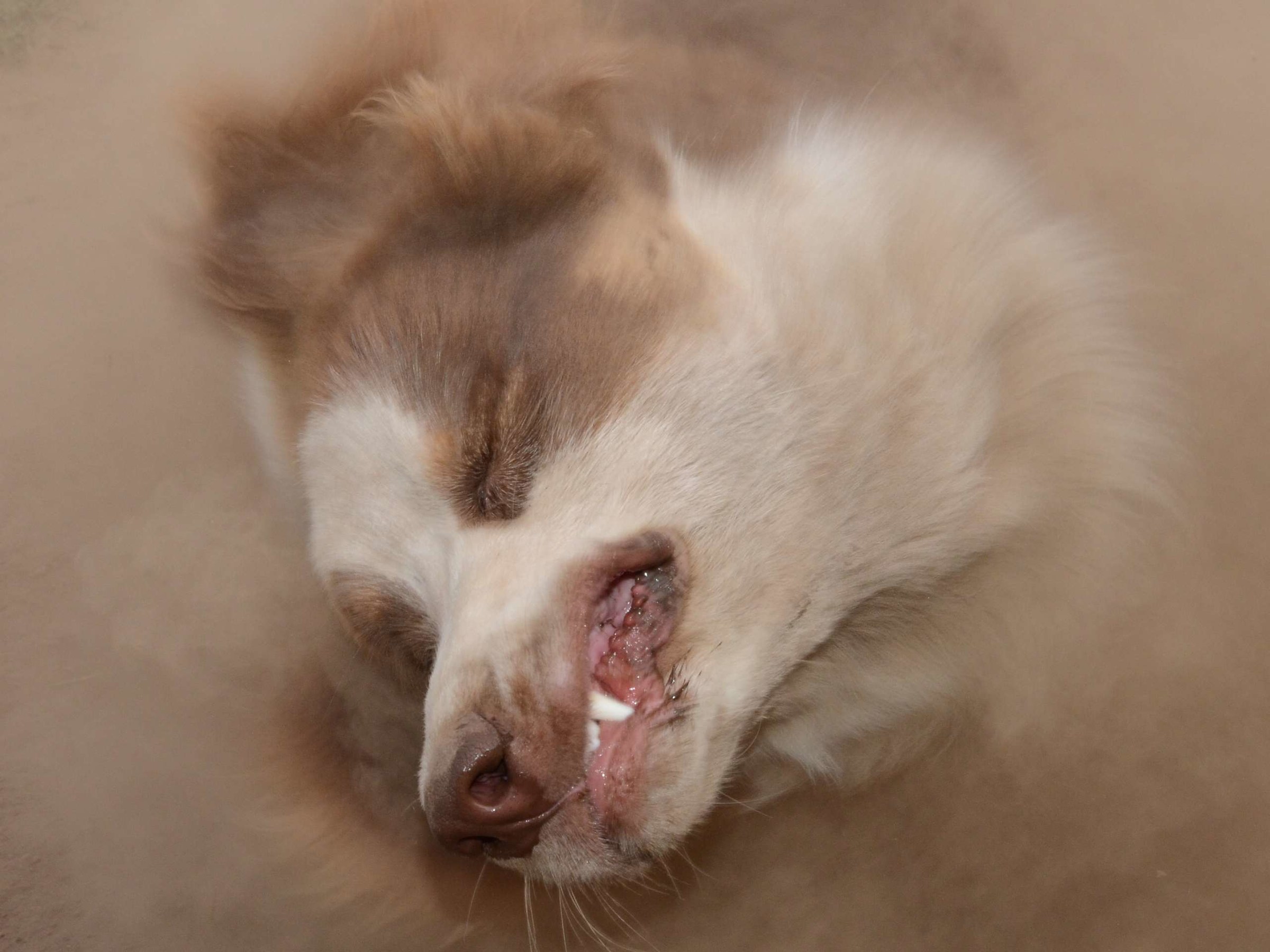 Gulliver : Il y en aura moins dans la voiture