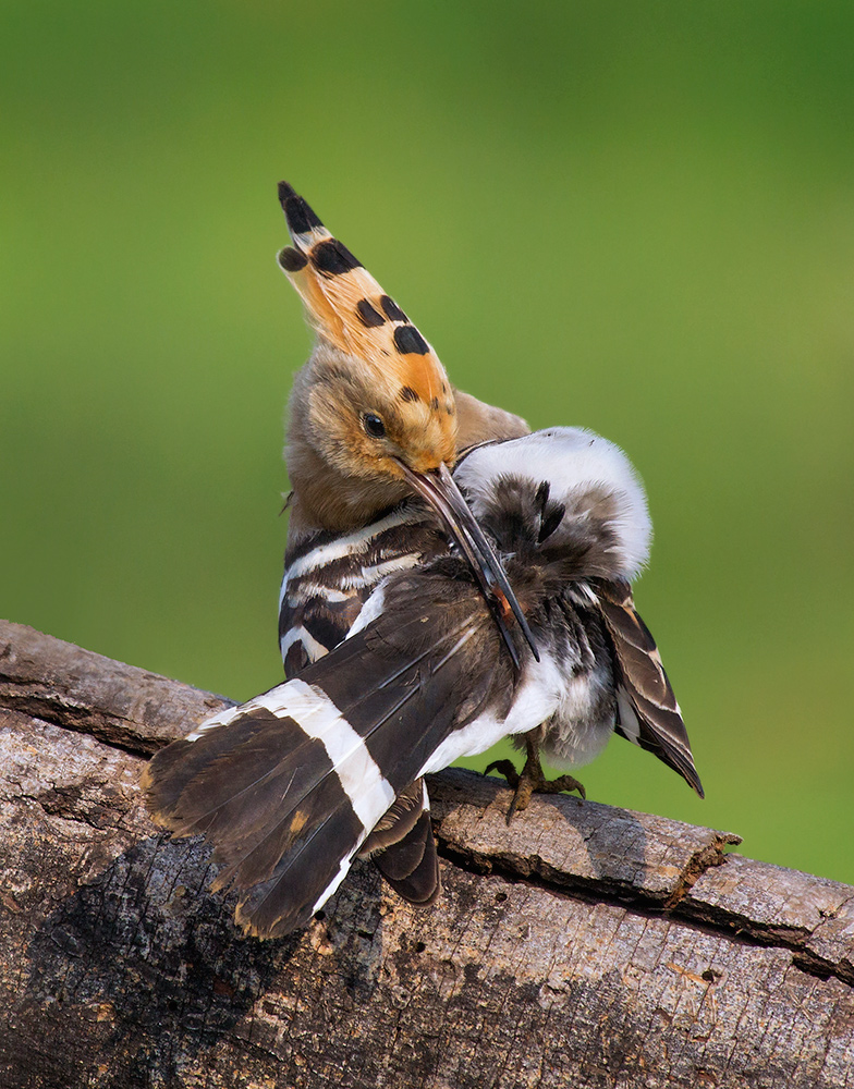 Comon Upupa Preening.