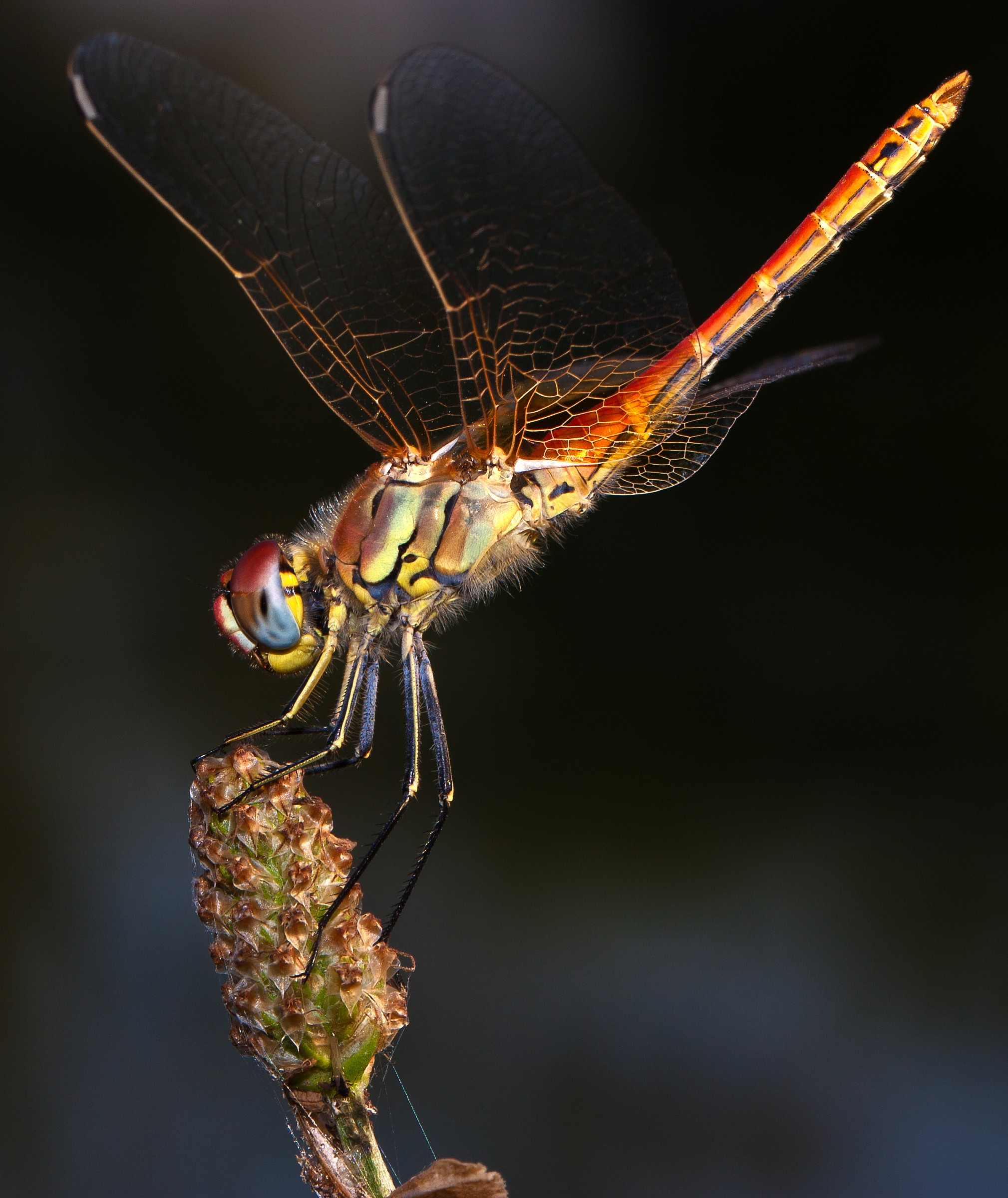 Libellula