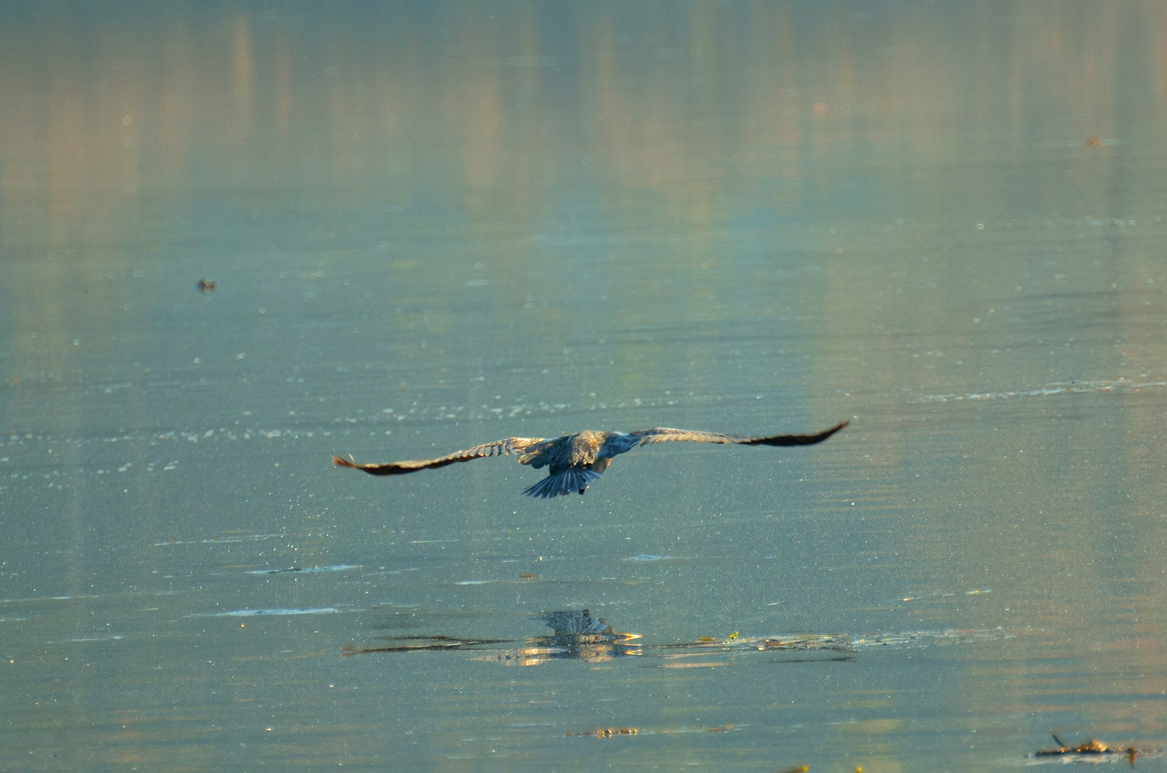 libero .. come l'aria