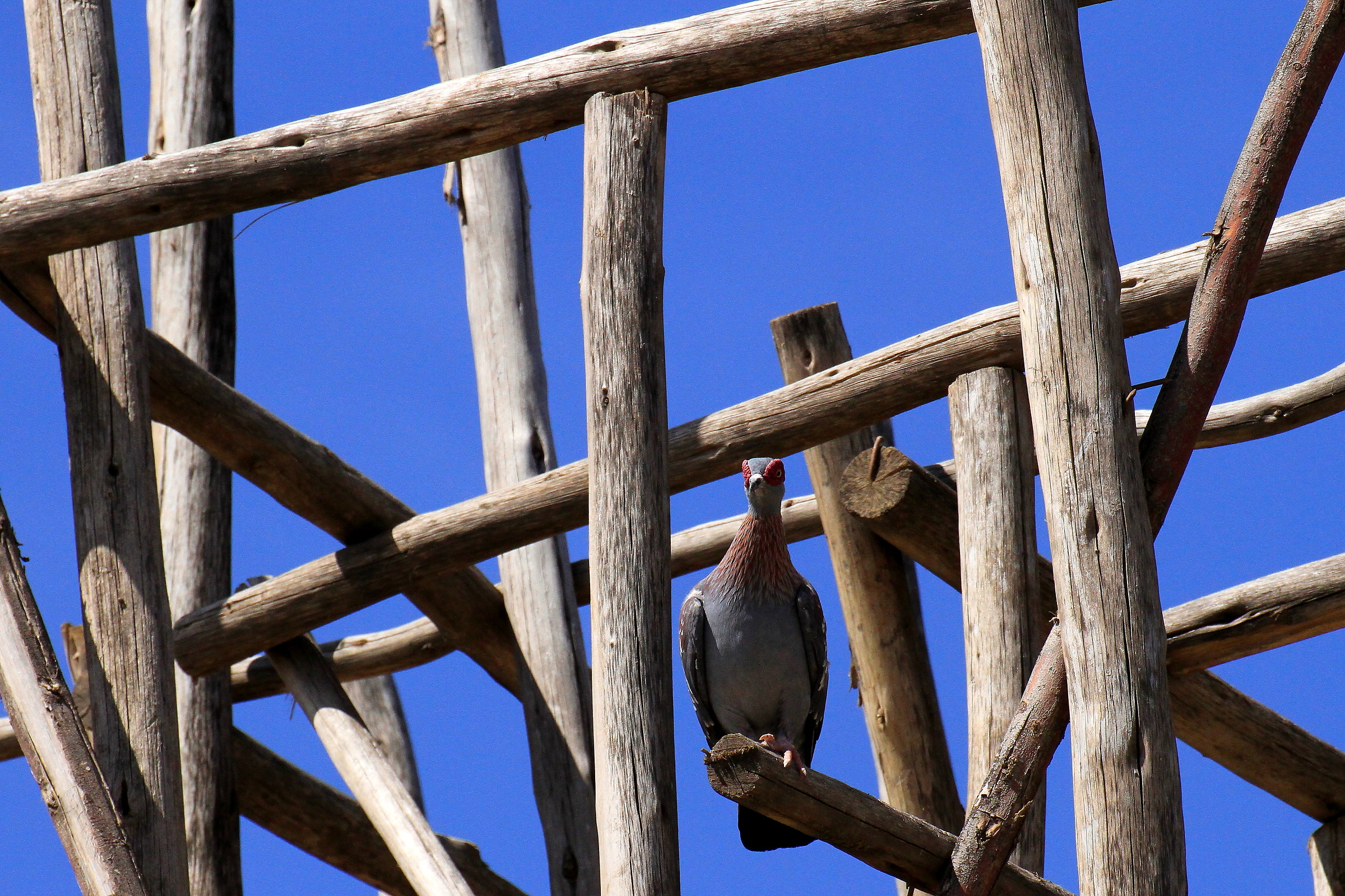 columba guinea
