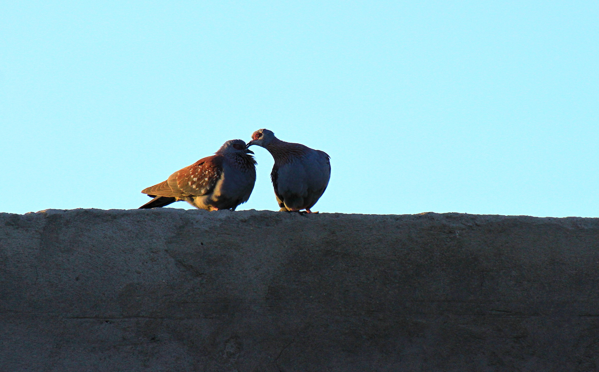 kisses at sunset (Columba guinea)