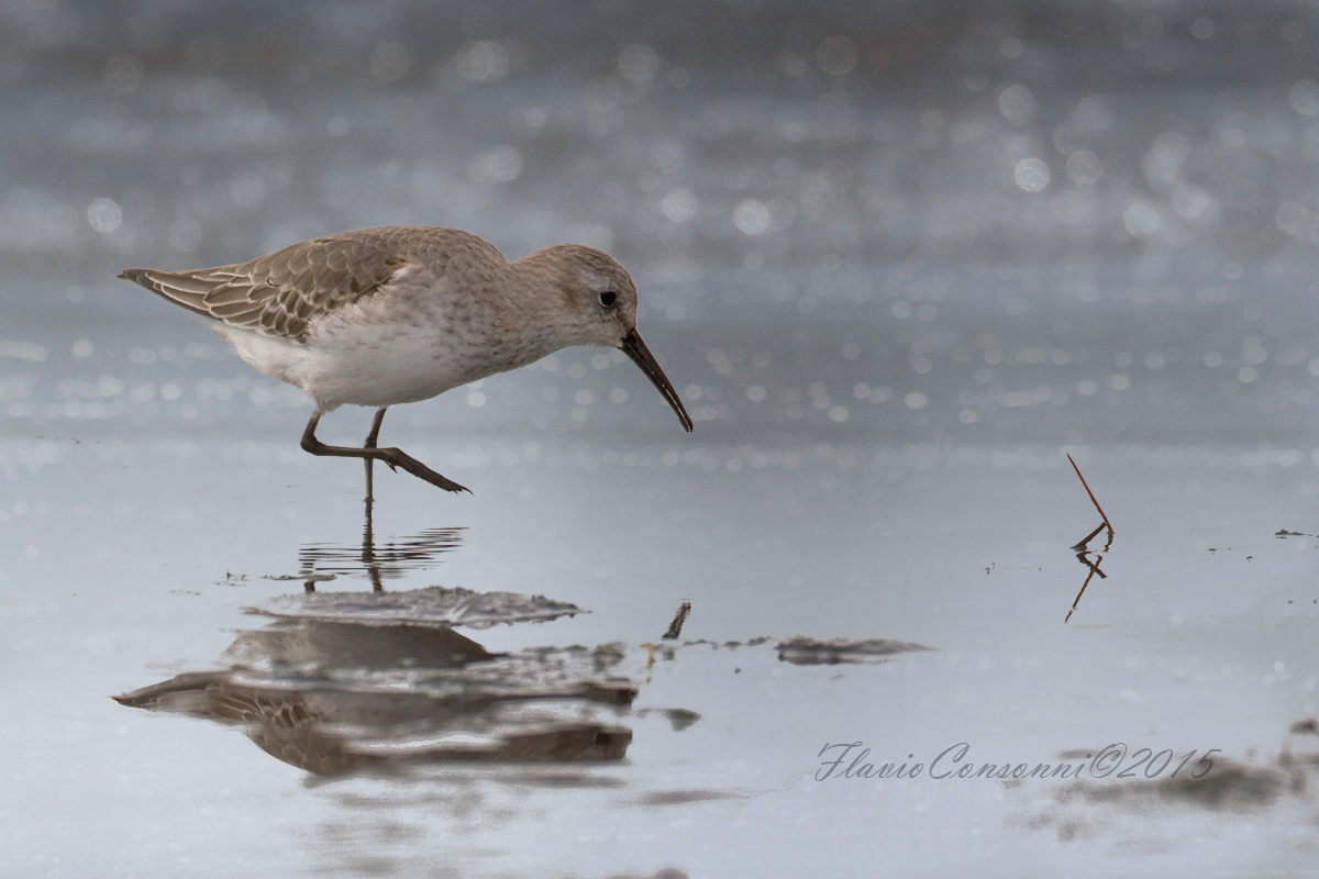 dunlin