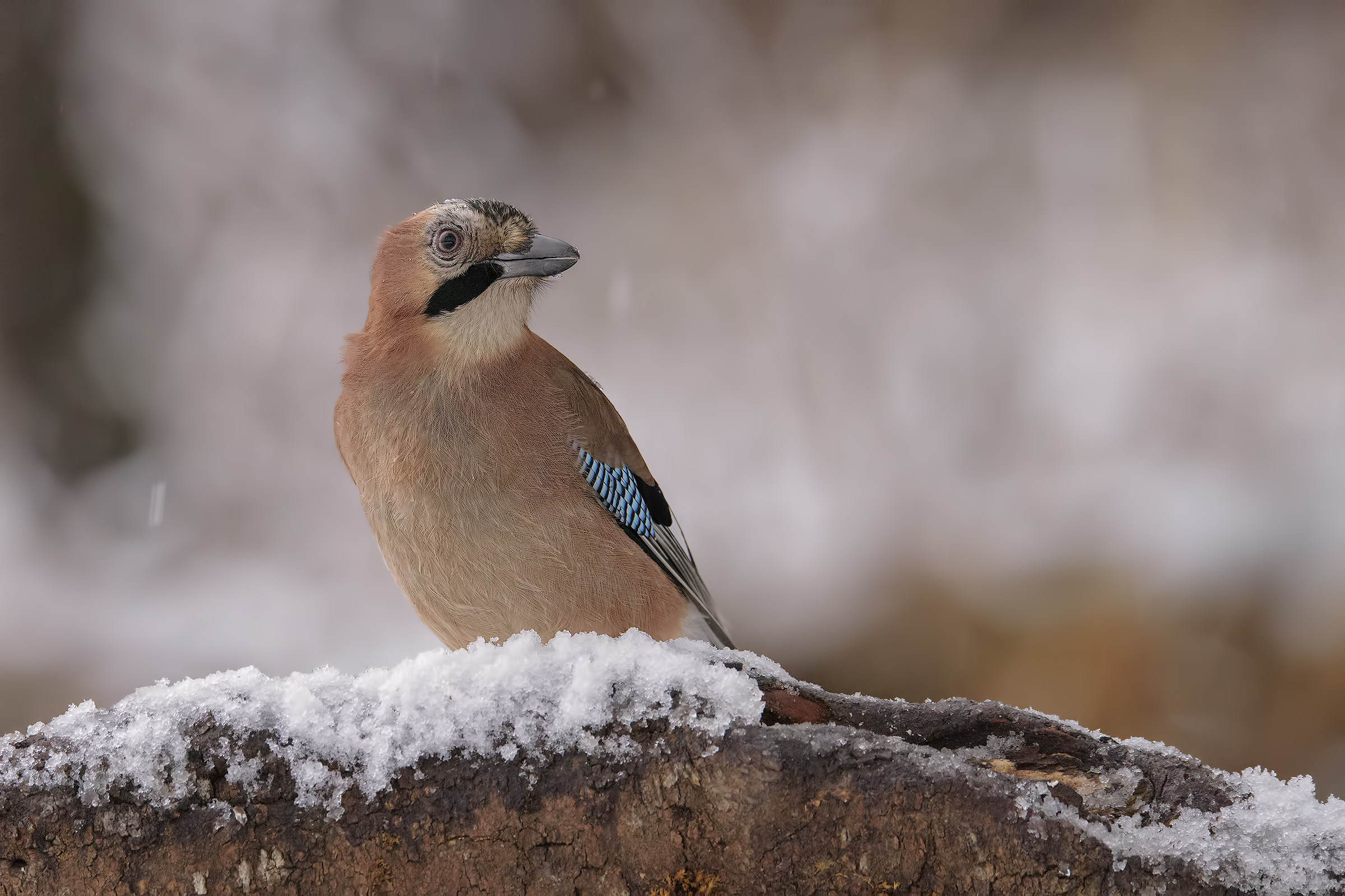 La ghiandaia e la neve