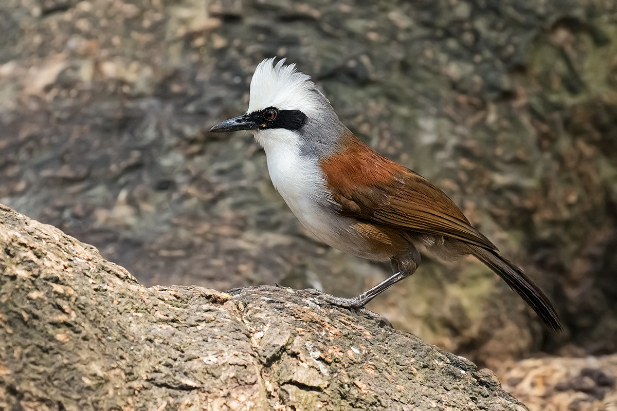 White-crested Laughingthrush