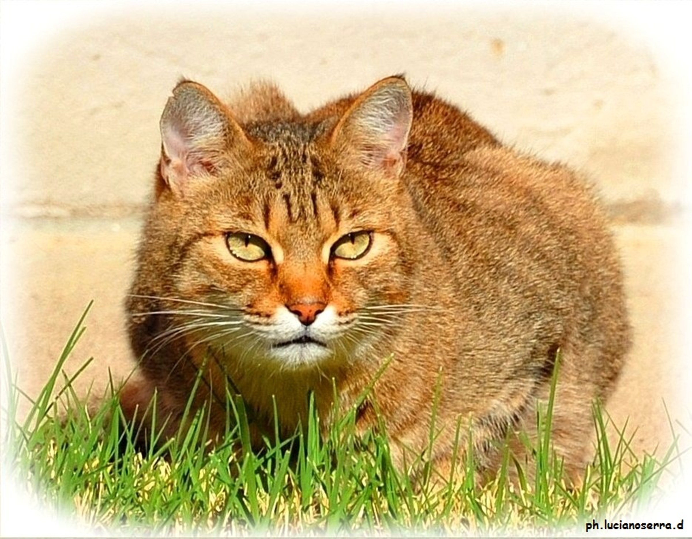 Grigione lurking ... but then never catch anything ...