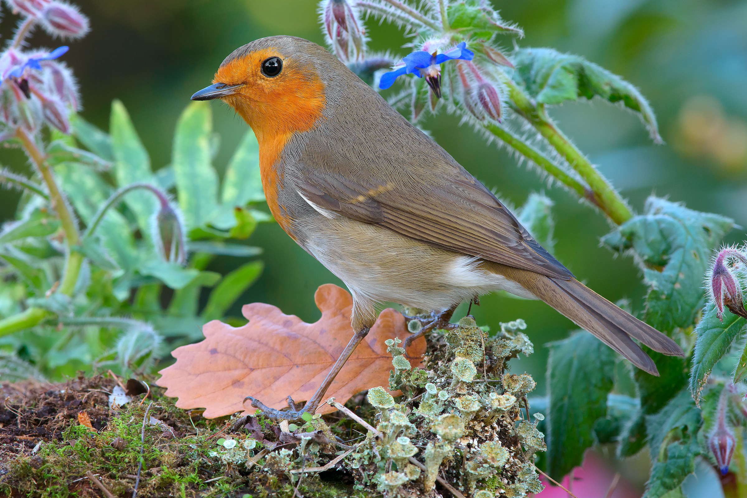 Robin nel suo ambiente