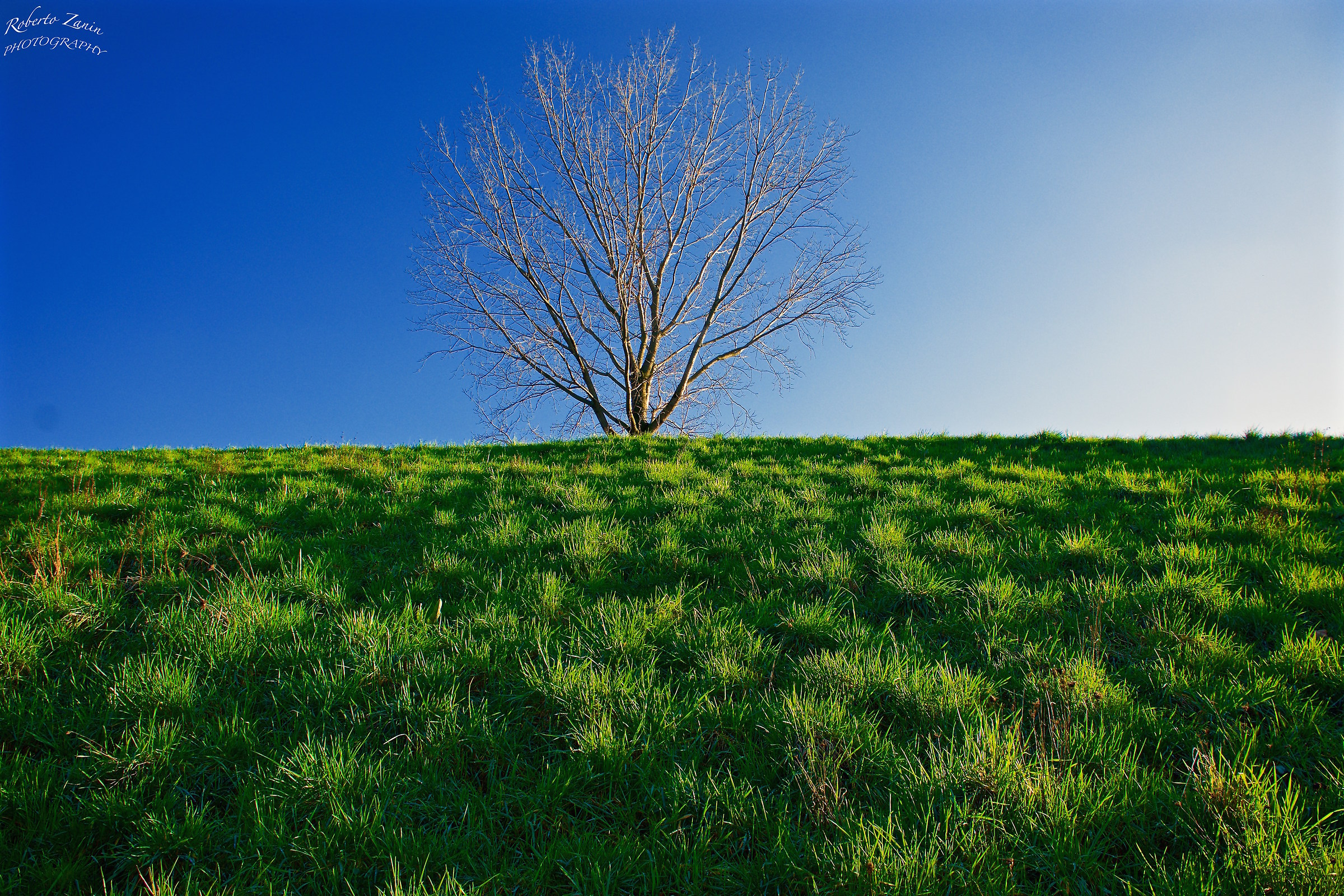 Beyond the lawn .......