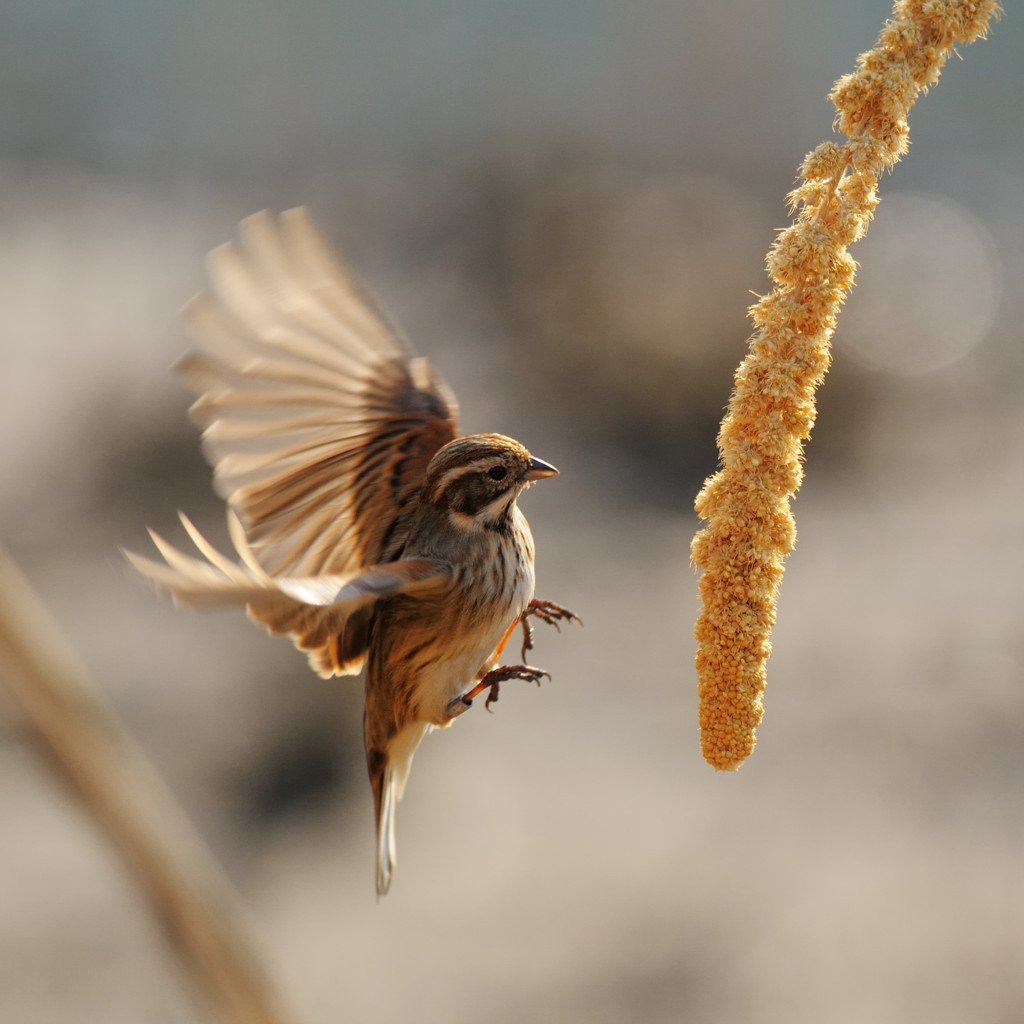 Migliarino di palude