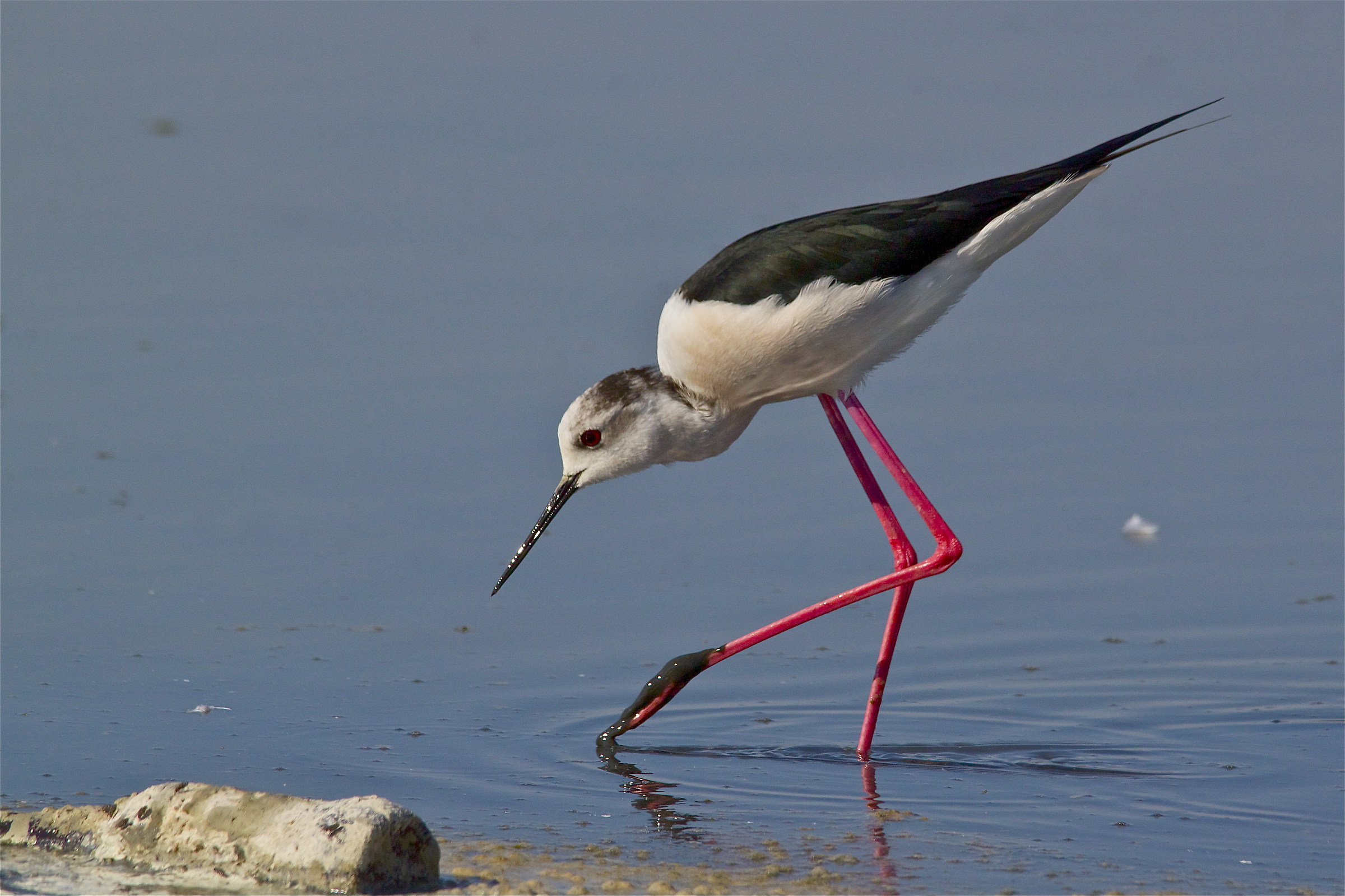 the drunken man always comes back to the old bottle