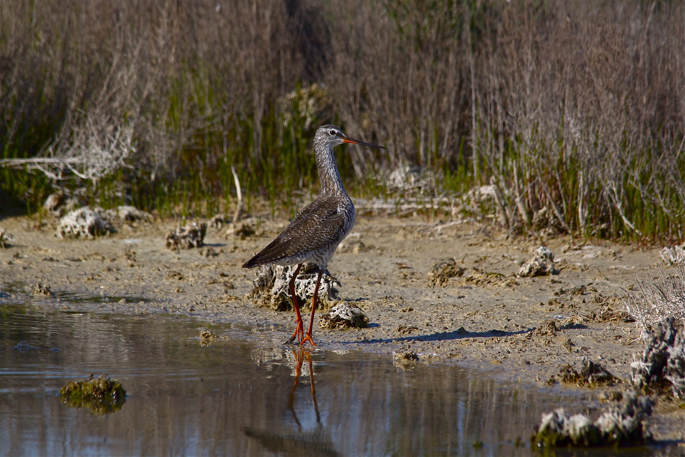 orange legs