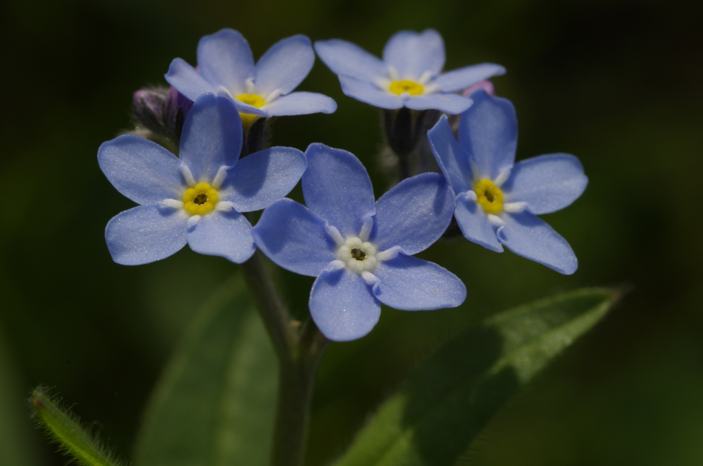 non ti scordar di me