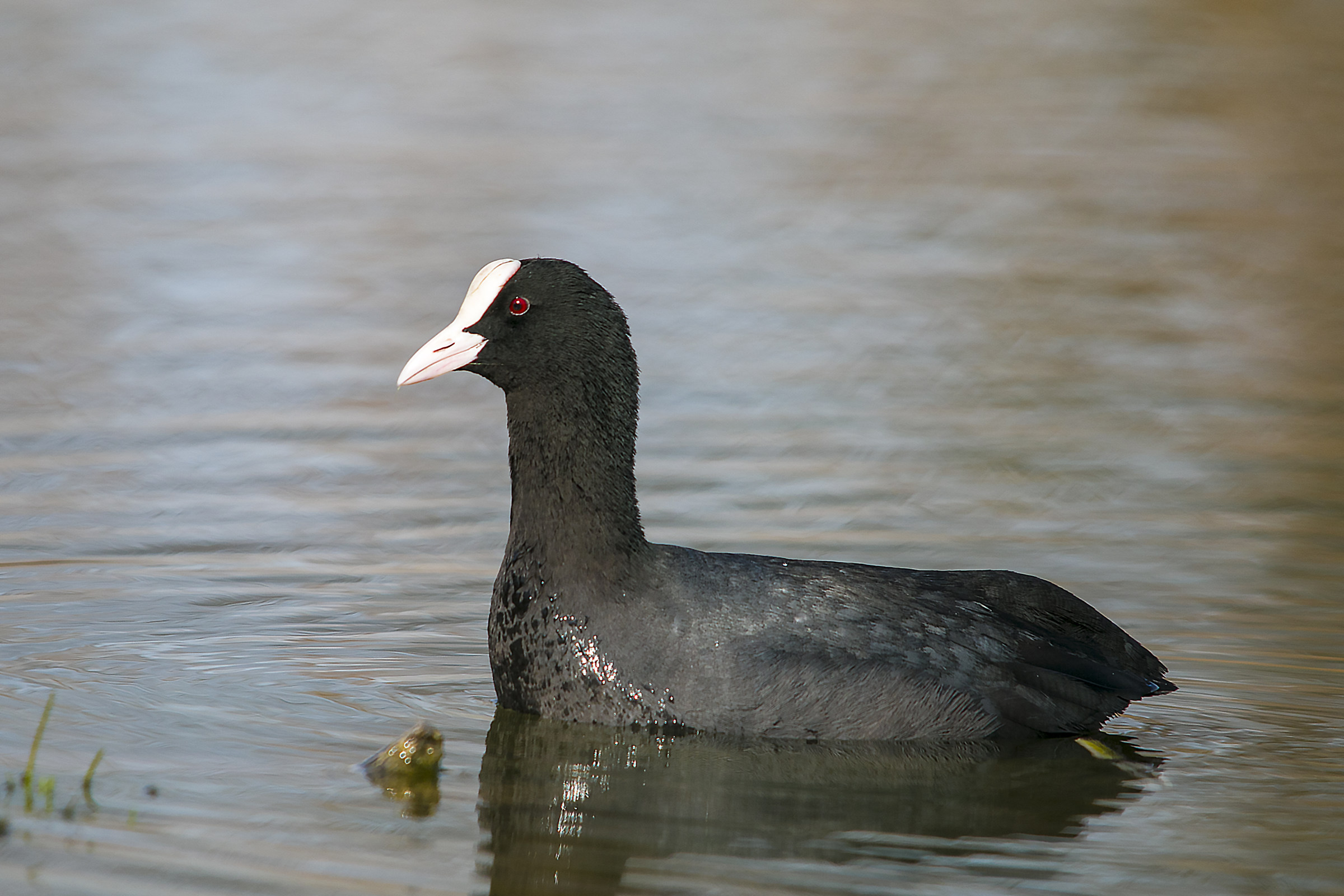 Coot