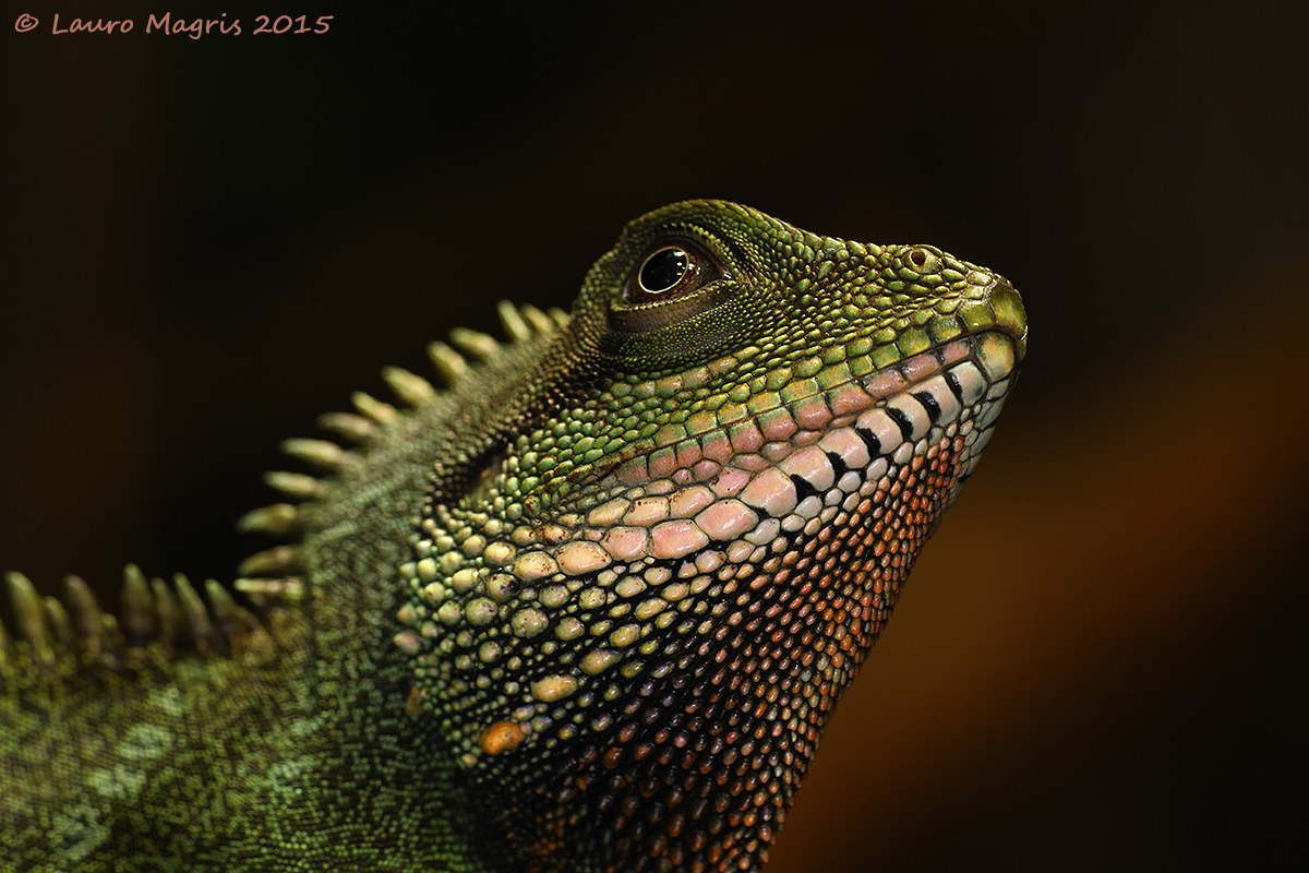 La corazza splendente