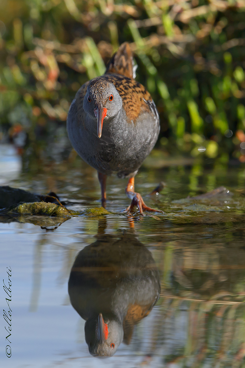 porciglione frontale