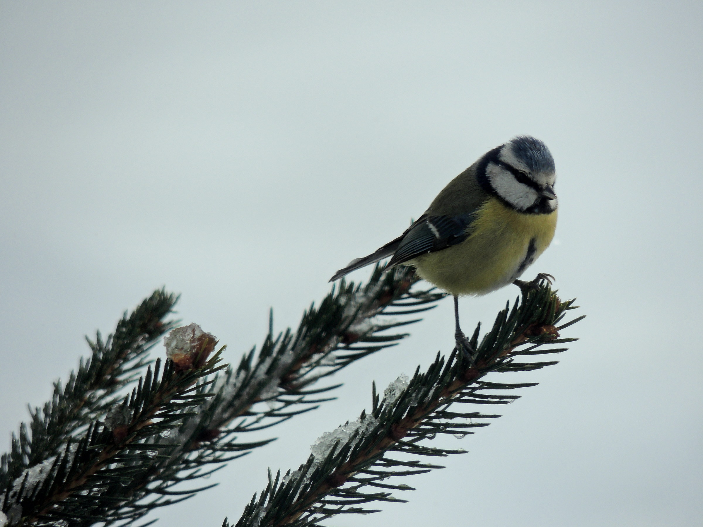 cinciarella all'imbrunire