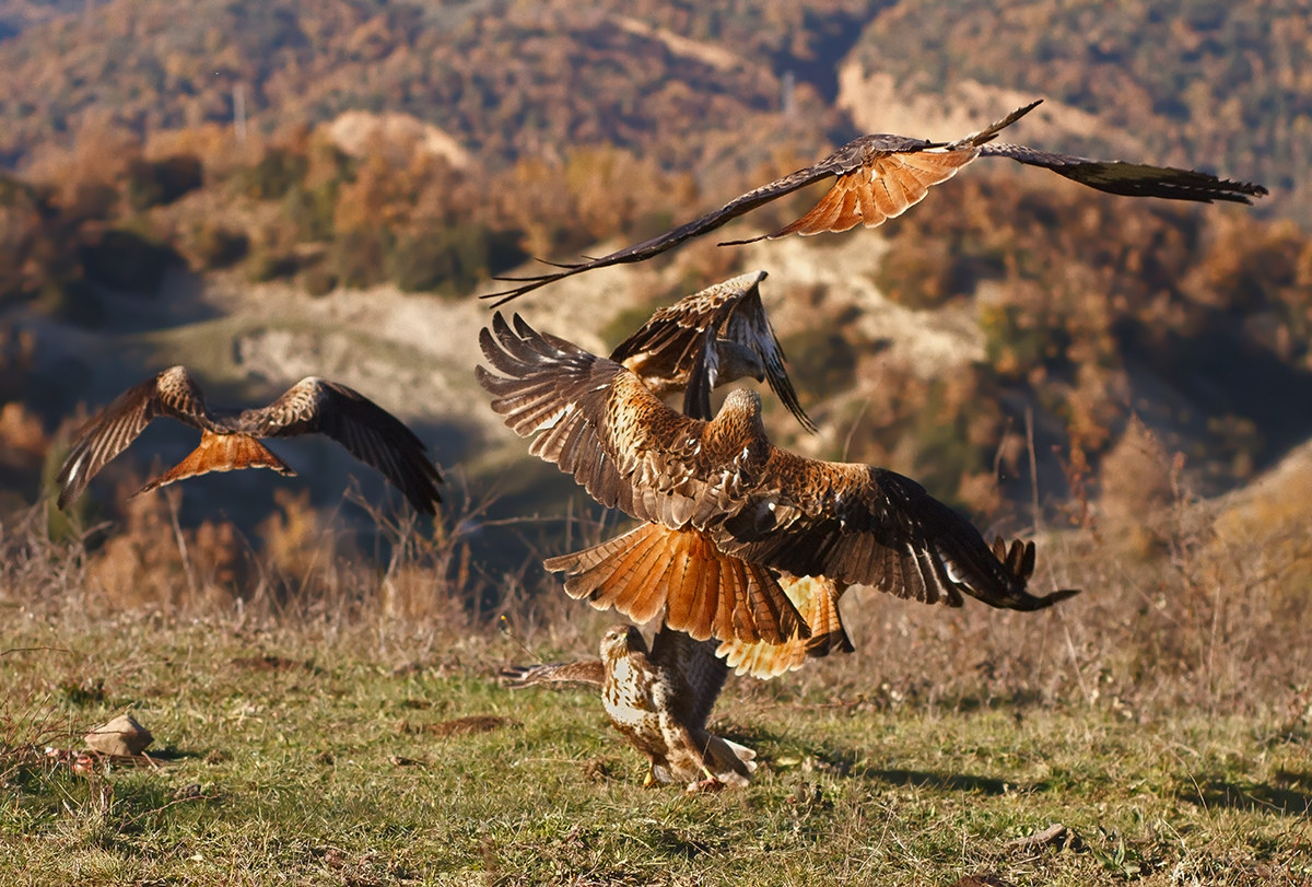 Nibbi attaccano la poiana