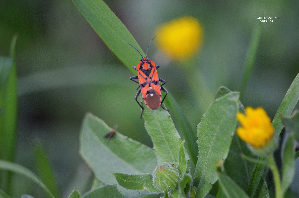 Pyrrhocoris apterus?