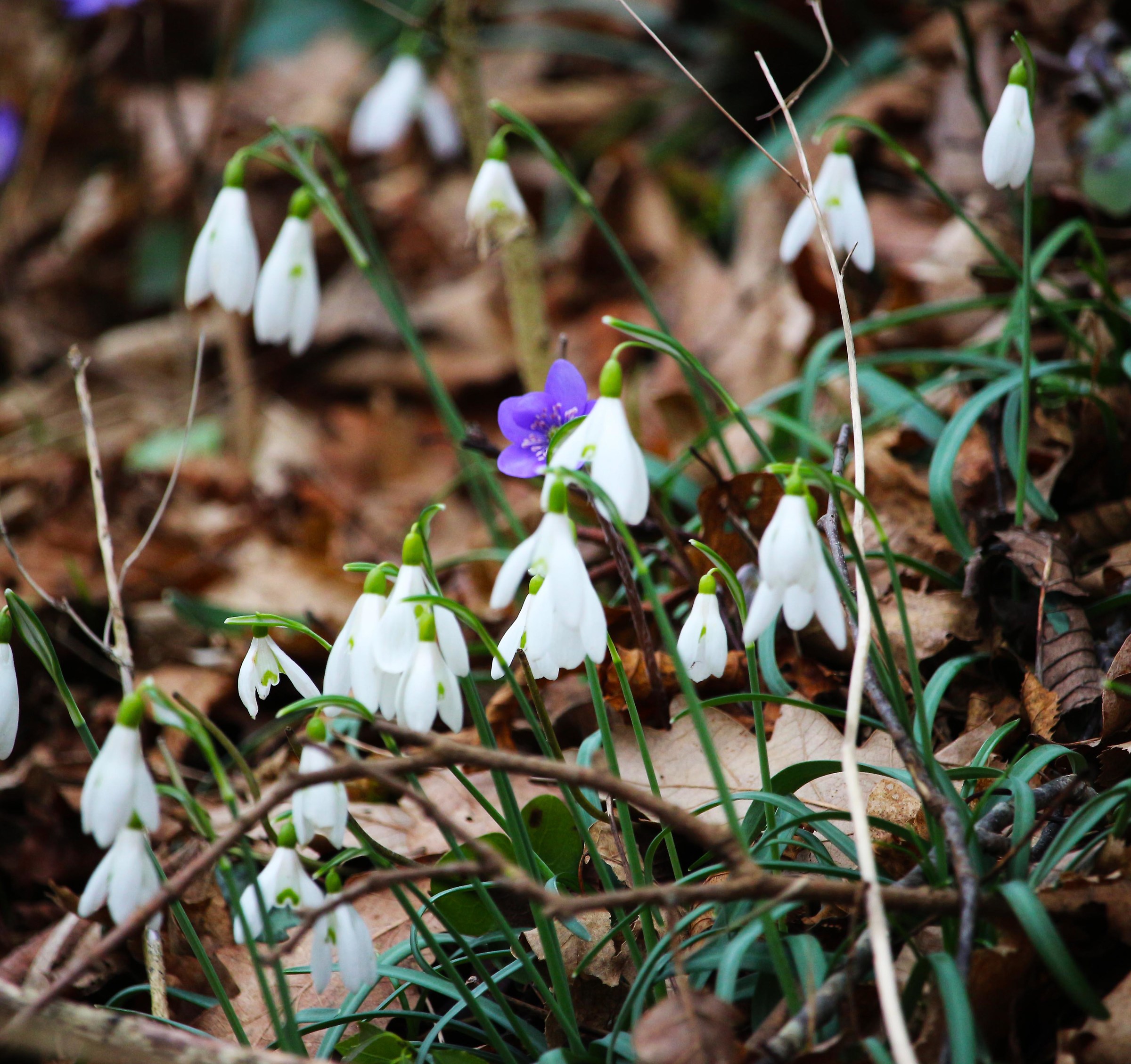 Snowdrop