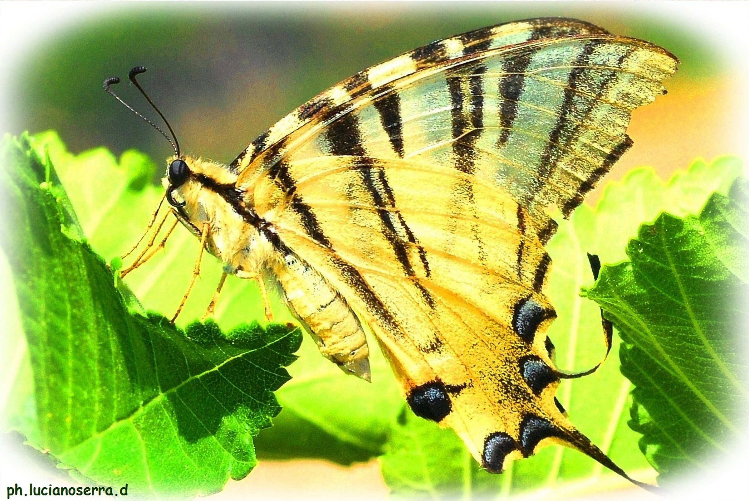 swallowtail
