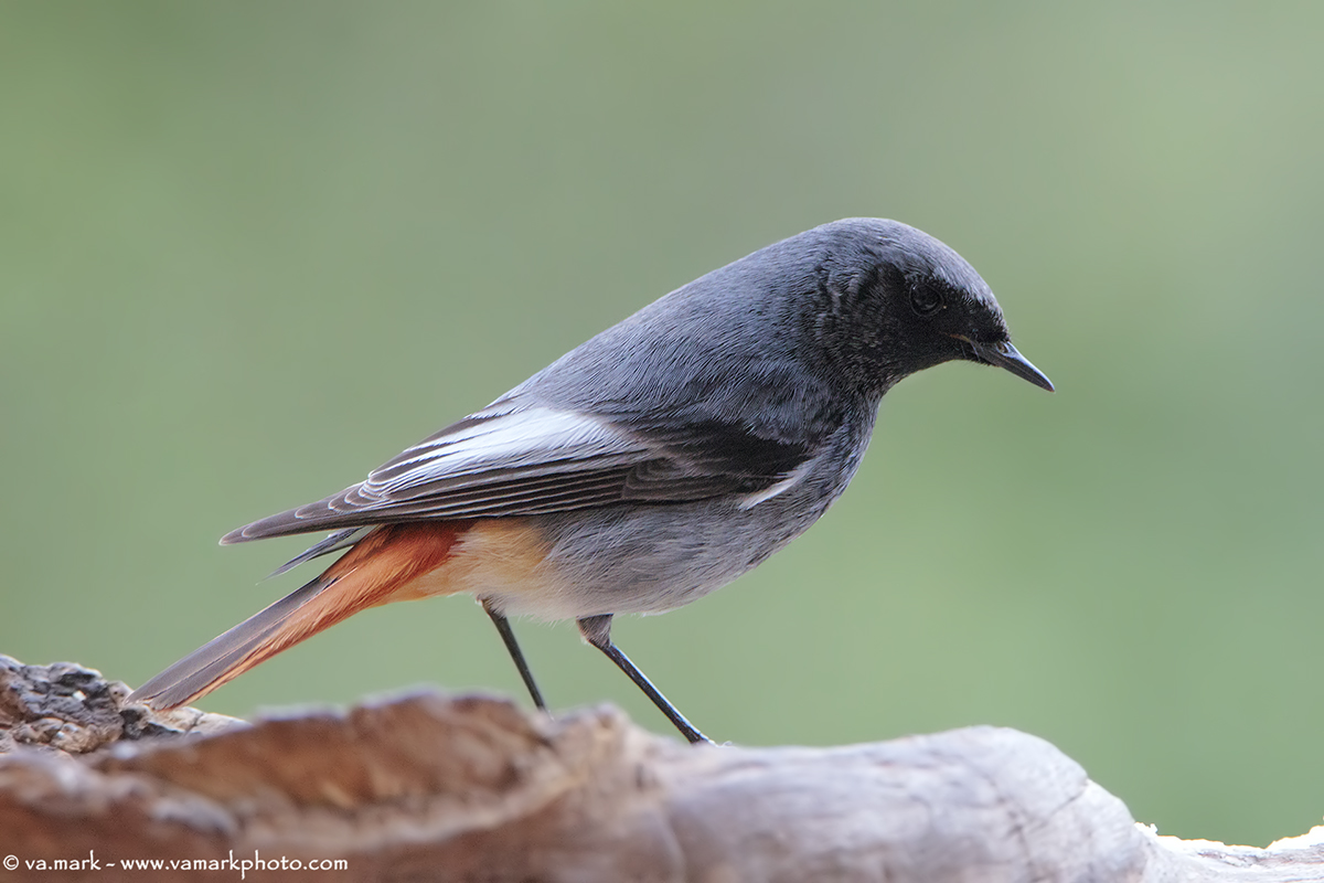 black redstart