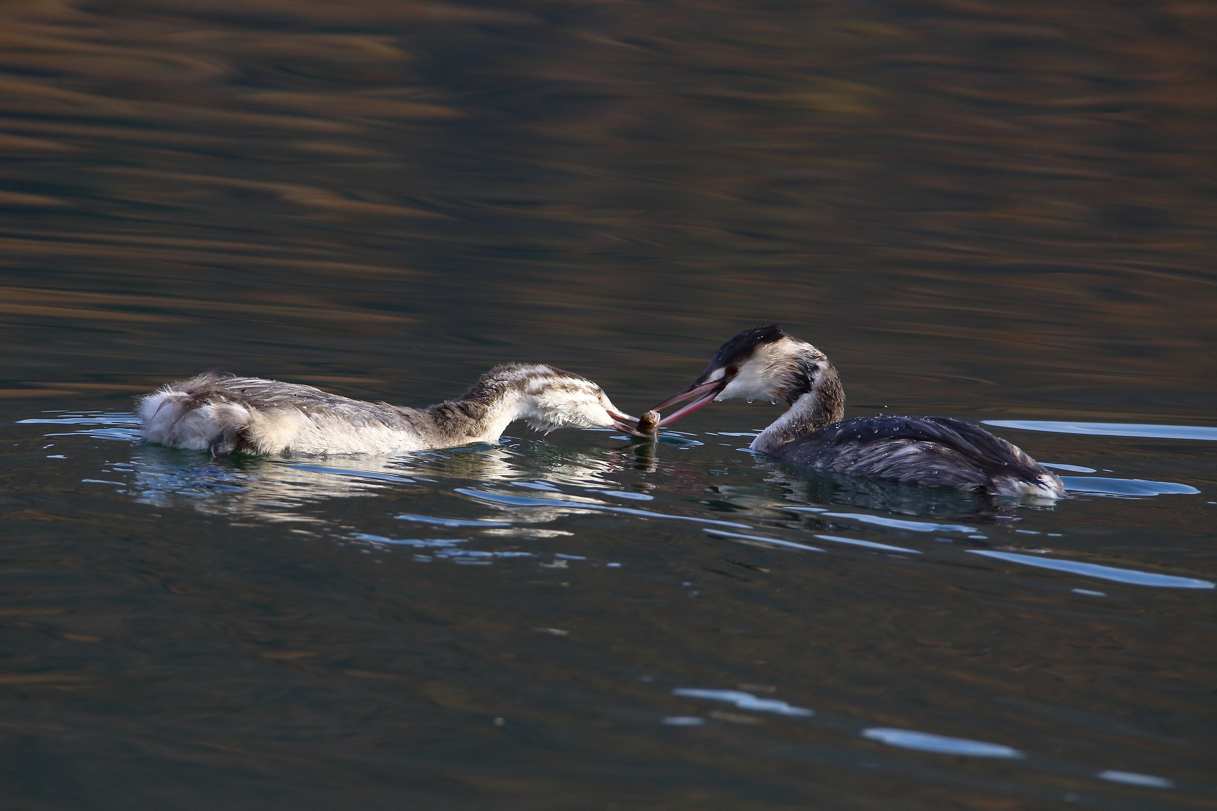 Svasso maggiore con il suo piccolo