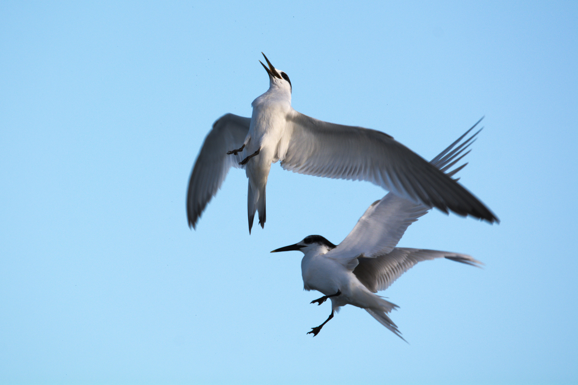 clash of terns