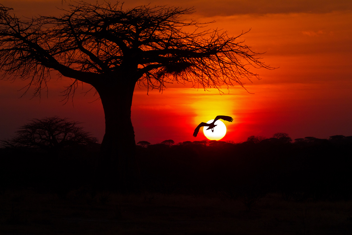 Sunset in the savannah 2