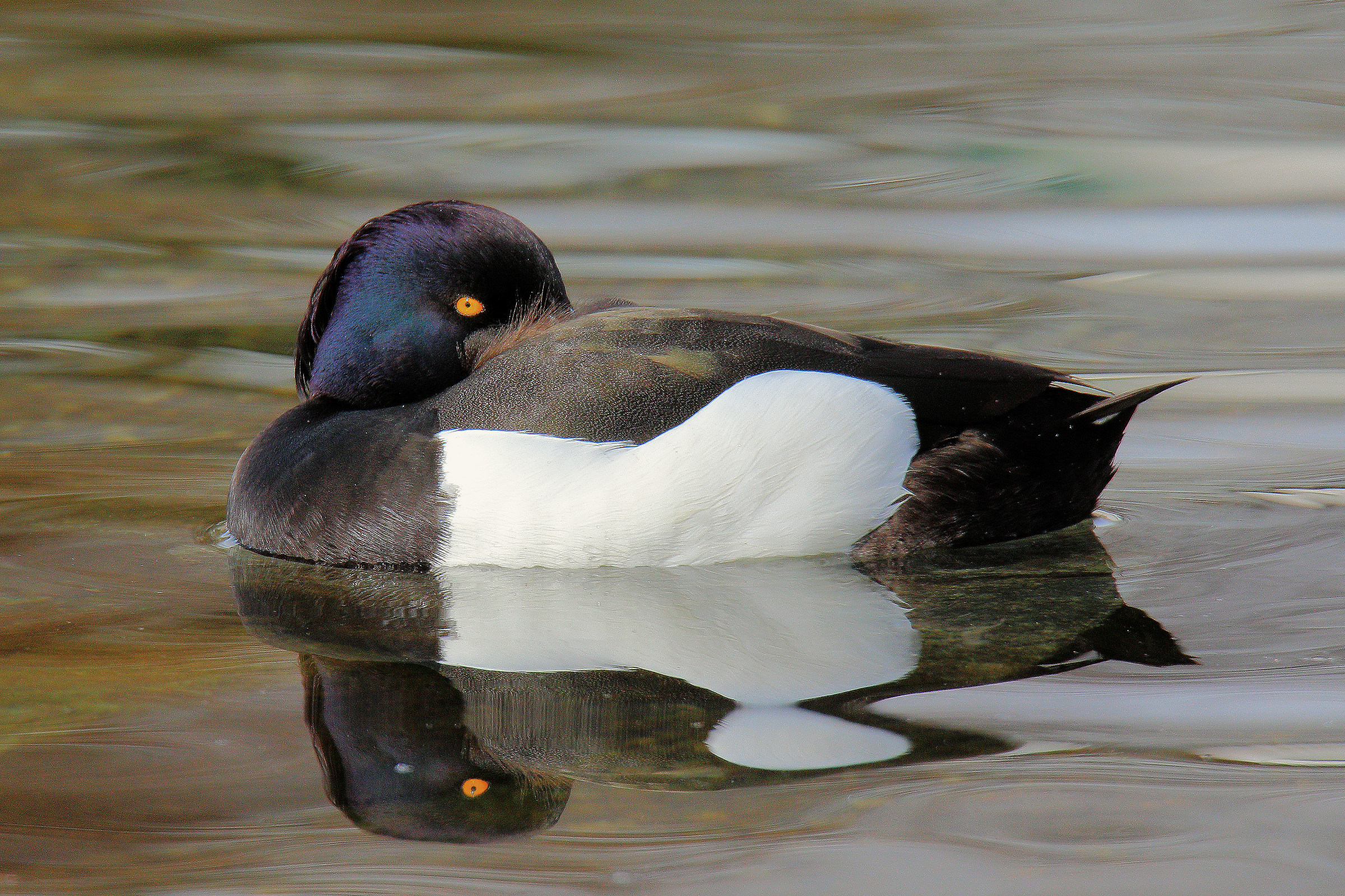 agent quack resting !!