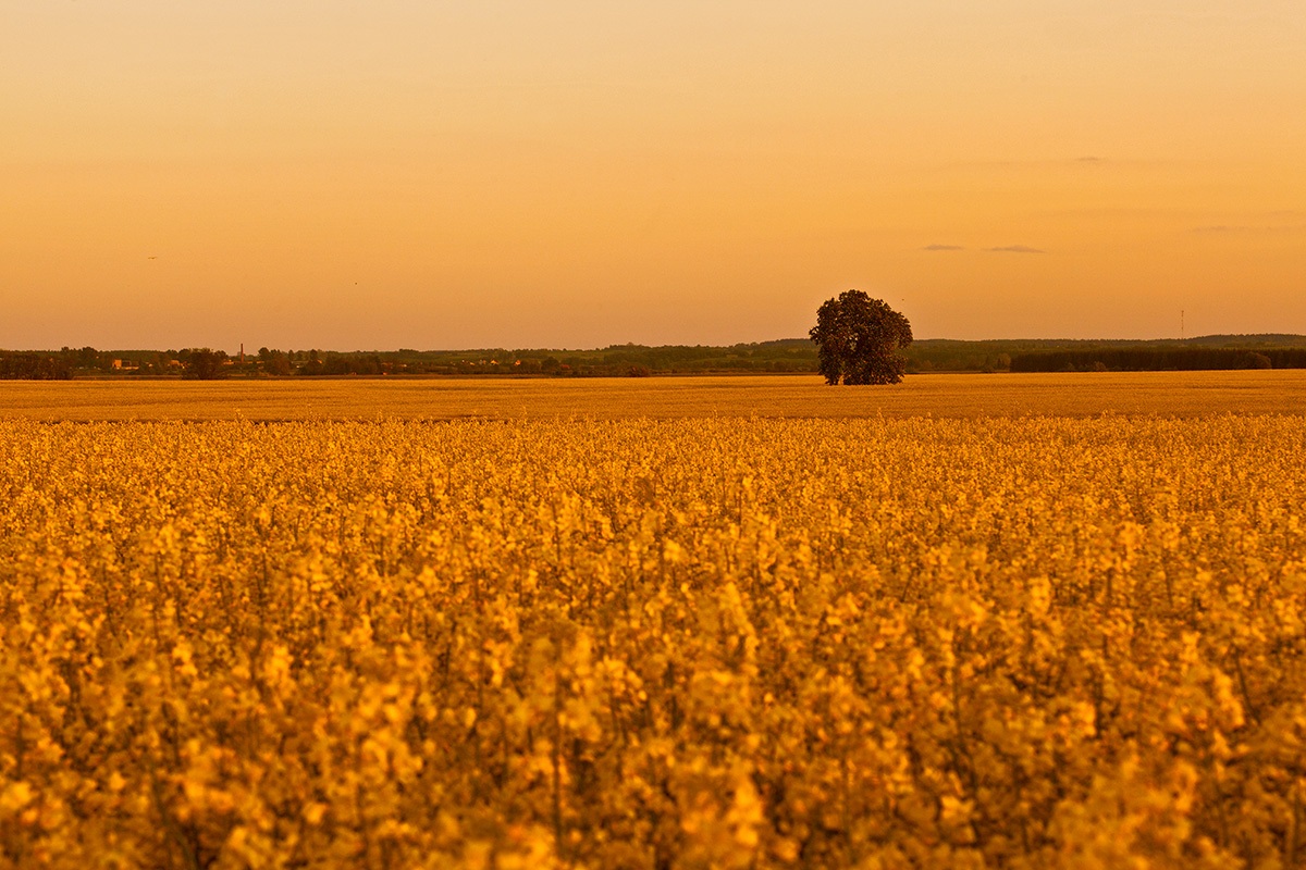 Solitudine verde nel campo giallo ...
