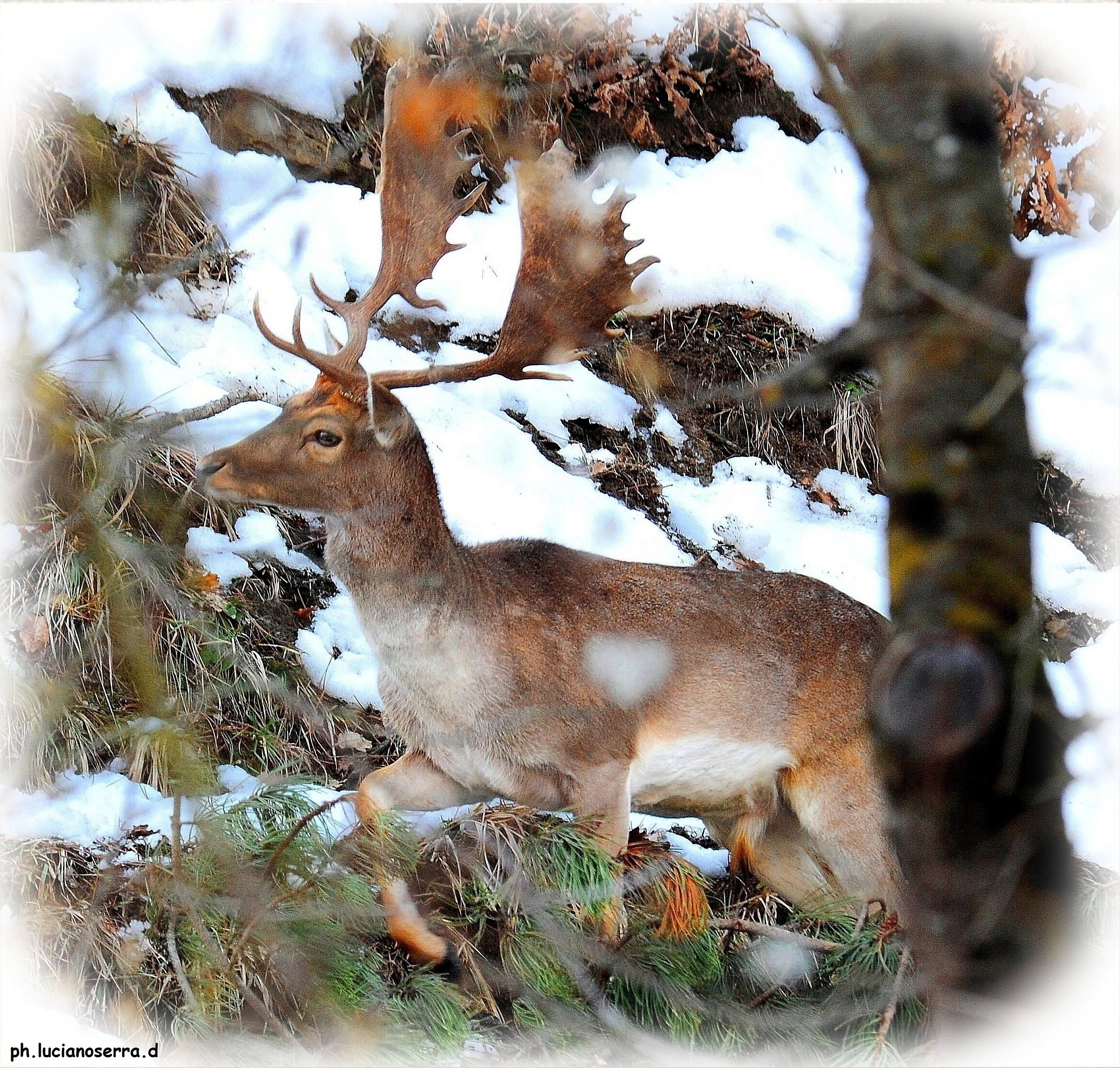Daino Apennines Bolognese