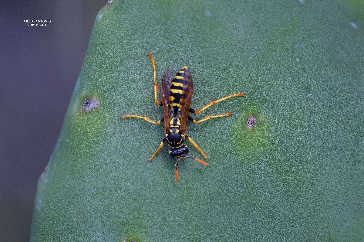 Polistes gallicus