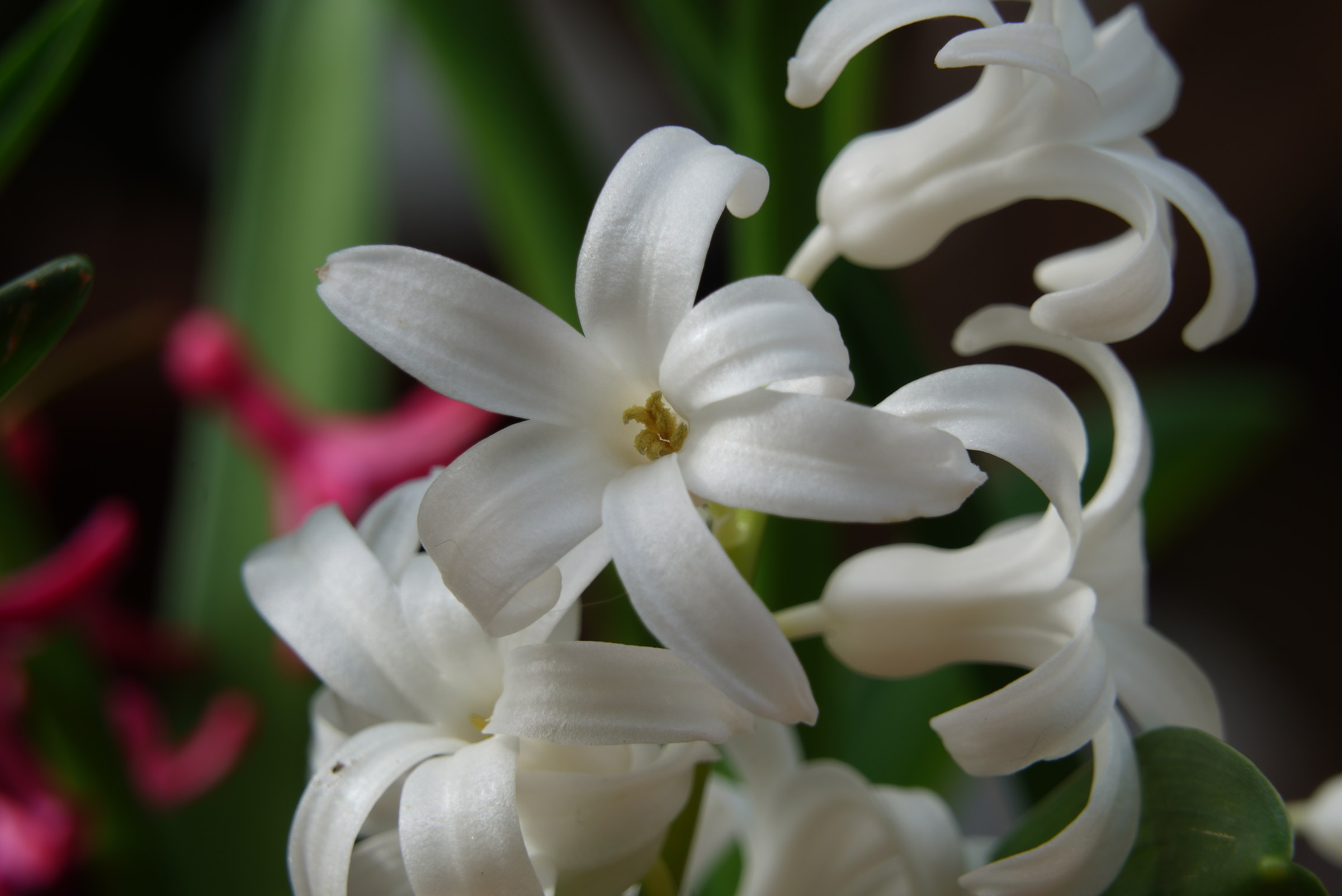 Campanelline Bianche
